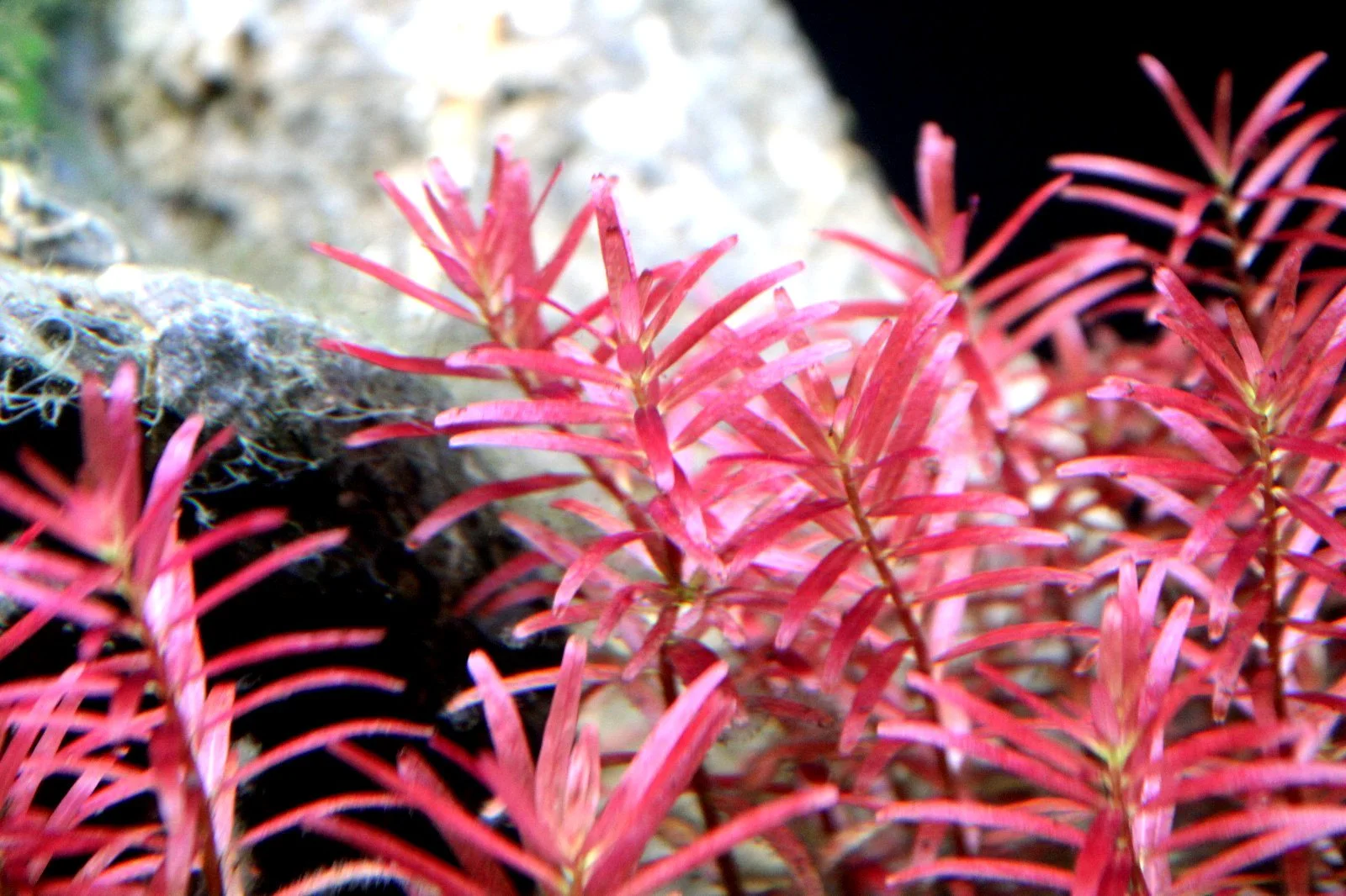 rotala blood red USA grown.jpg