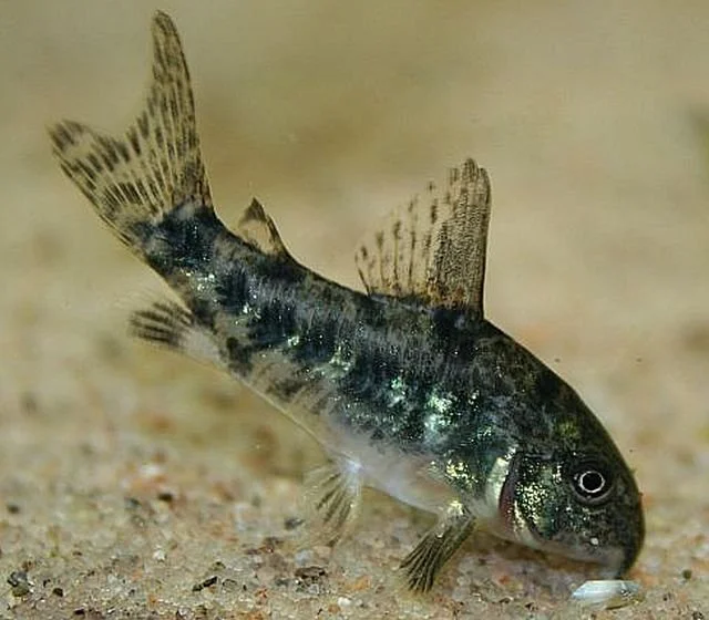 Peppered Corydoras