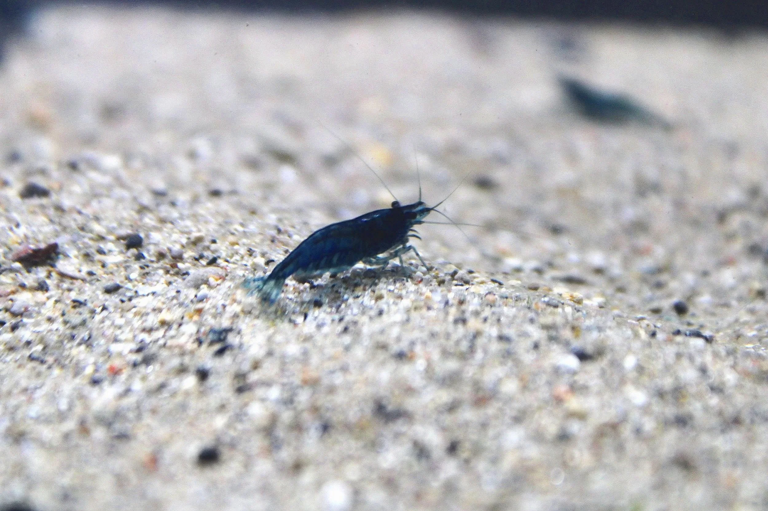 Blue%252BDream%252BShrimp%252B1.jpg