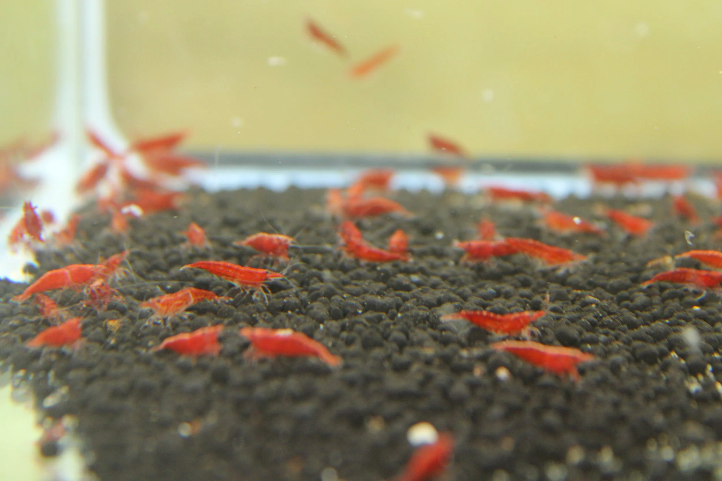 Painted Fire Red Shrimp (Neocaridina davidi) 3