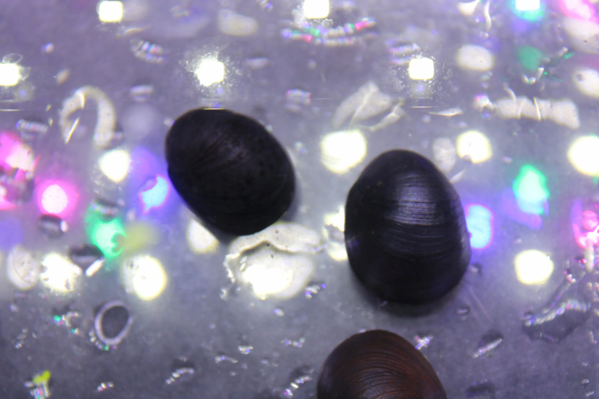 Black Millitary Helmet Nerite Snail 2