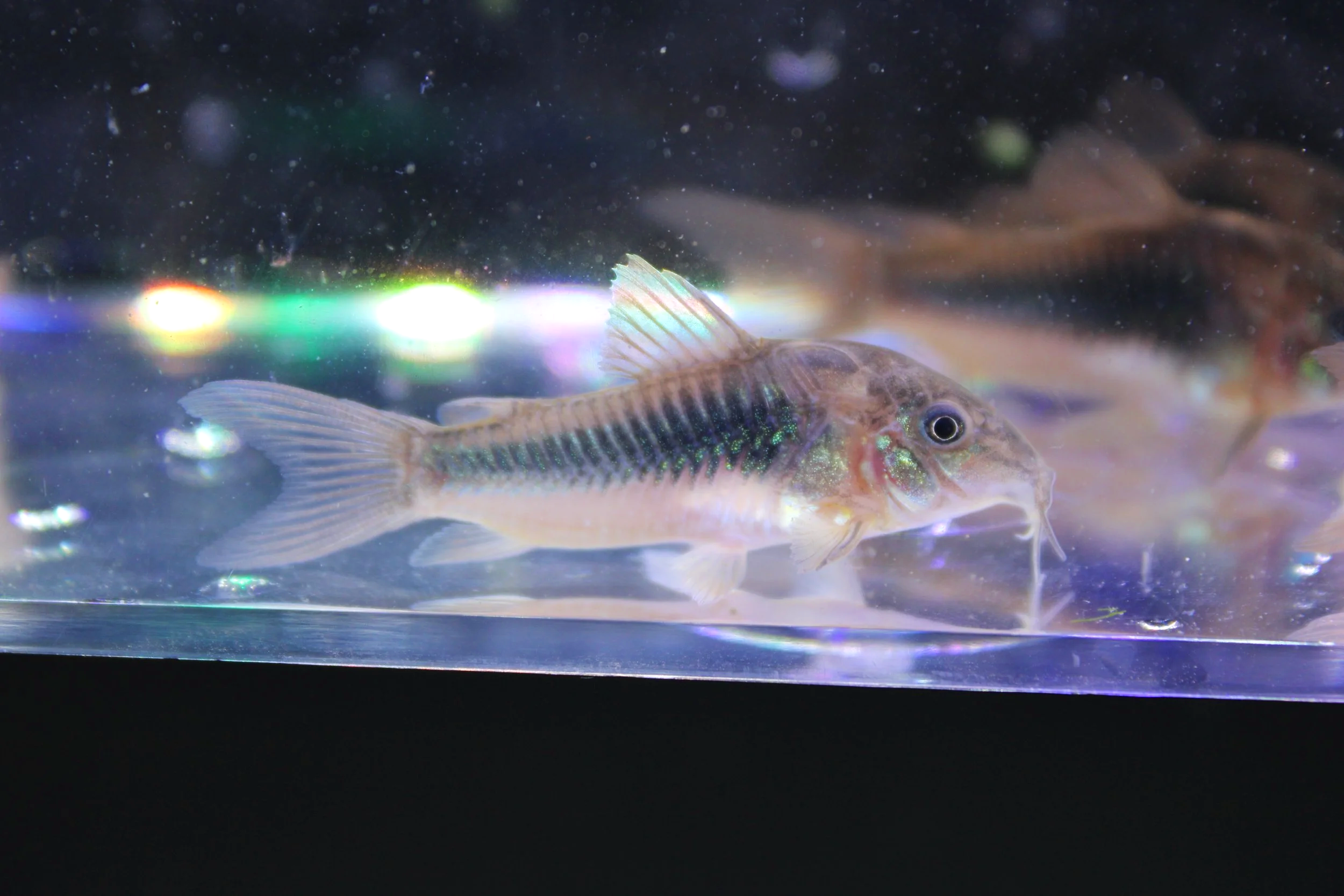 Bronze Corydoras (Corydoras aeneus)