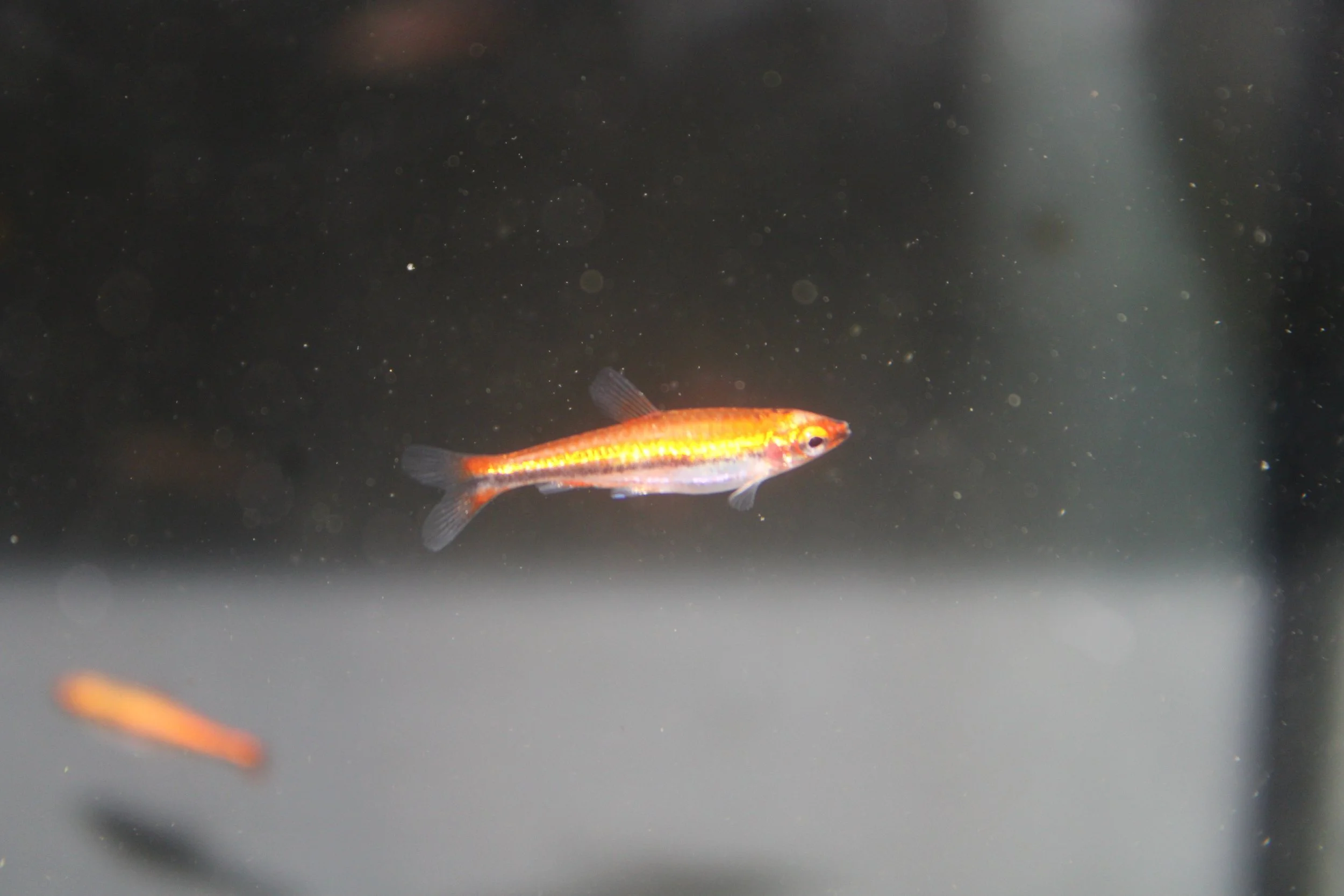 Ulysses Ricefish — Mosaic Tropical Fish