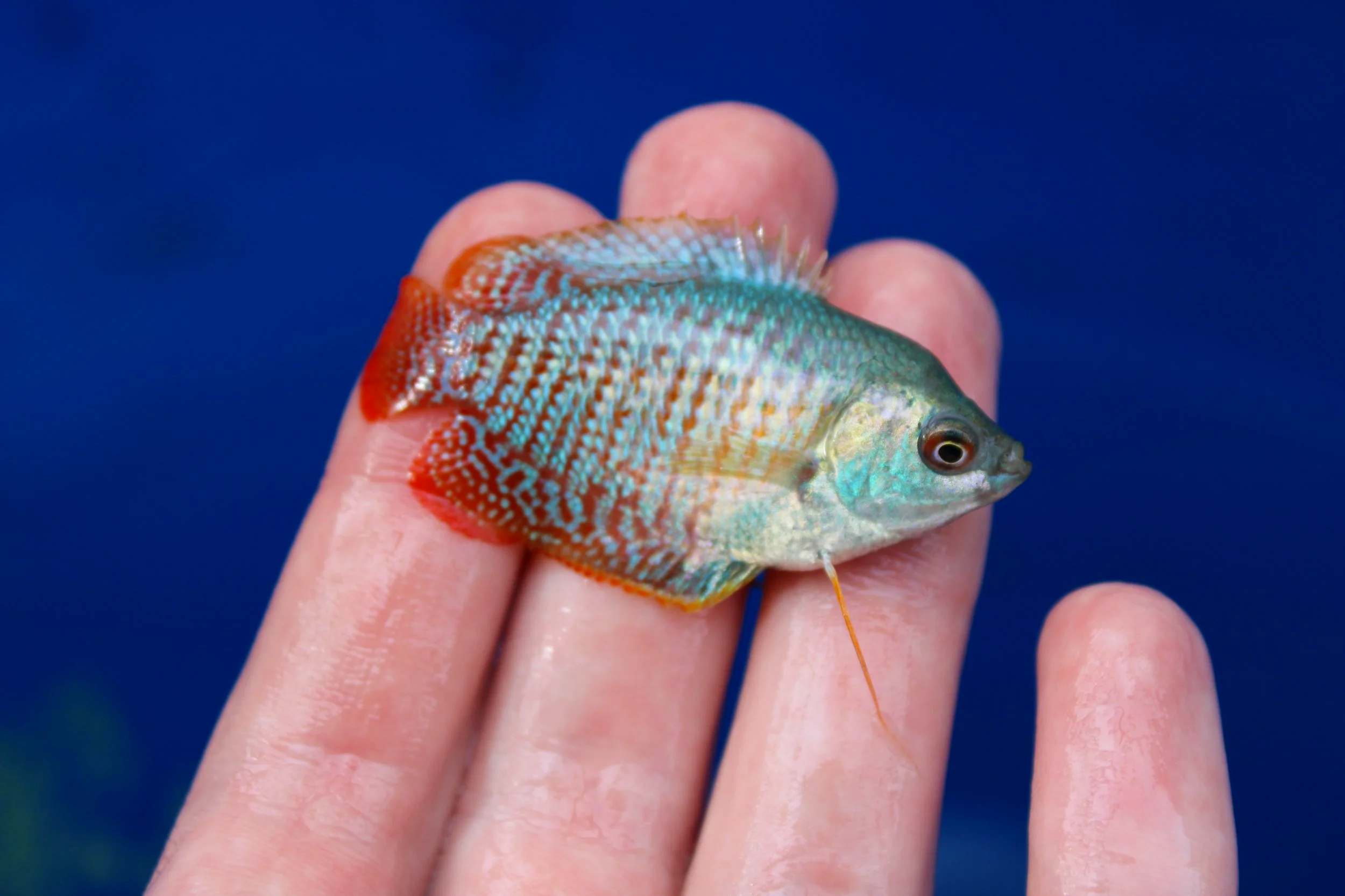 Dwarf Red Gourami