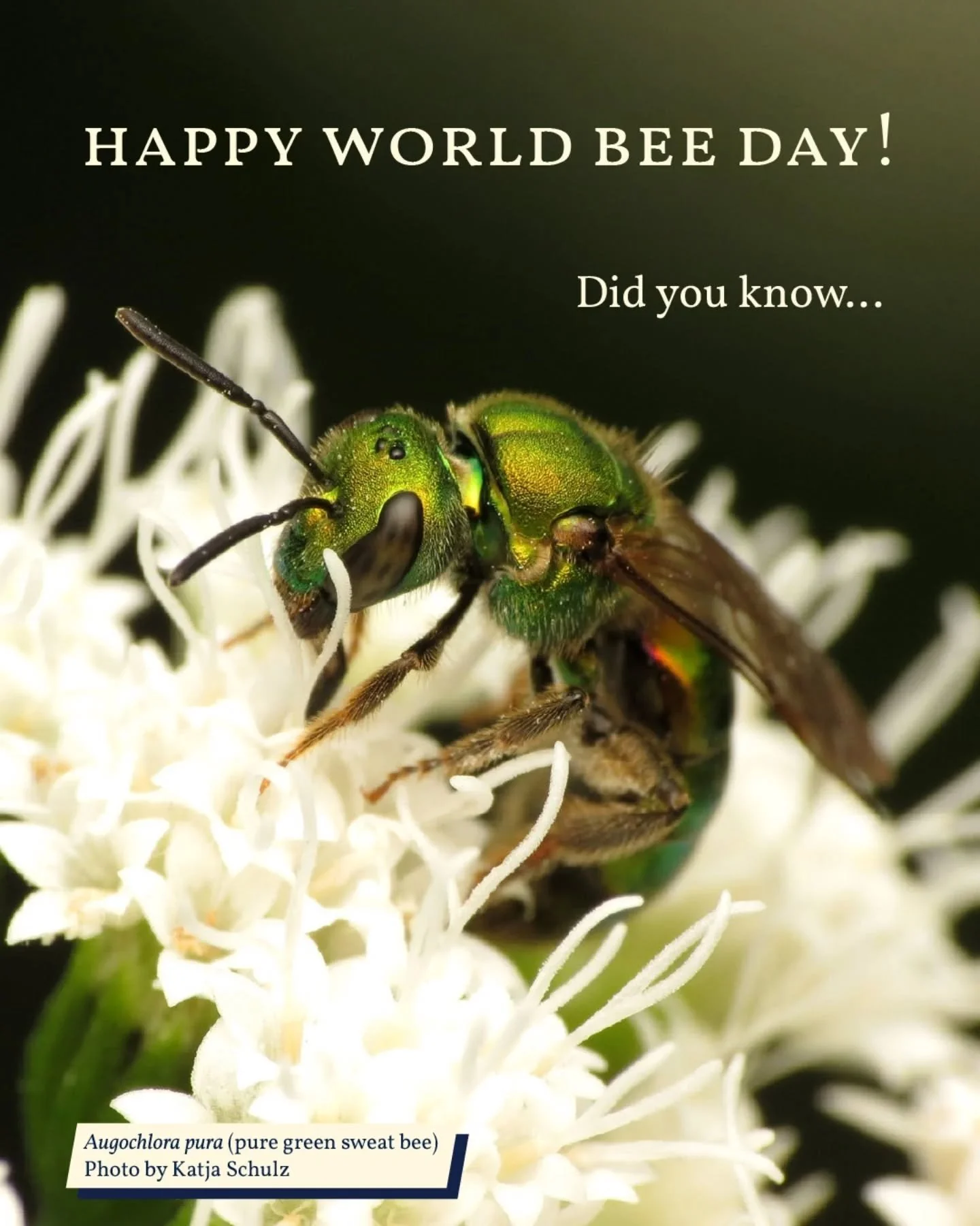 🎉💕🐝 Happy World Bee Day!!! 🐝💕🎉
Did you know that there are over 20,000 species of bees around the world? And recent numbers put that closer to 25-26,000! In just North America, there are over 4,000 species that are native to the region--and alt
