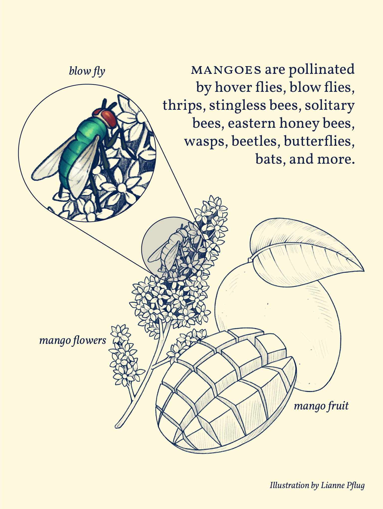 Mango-00.png