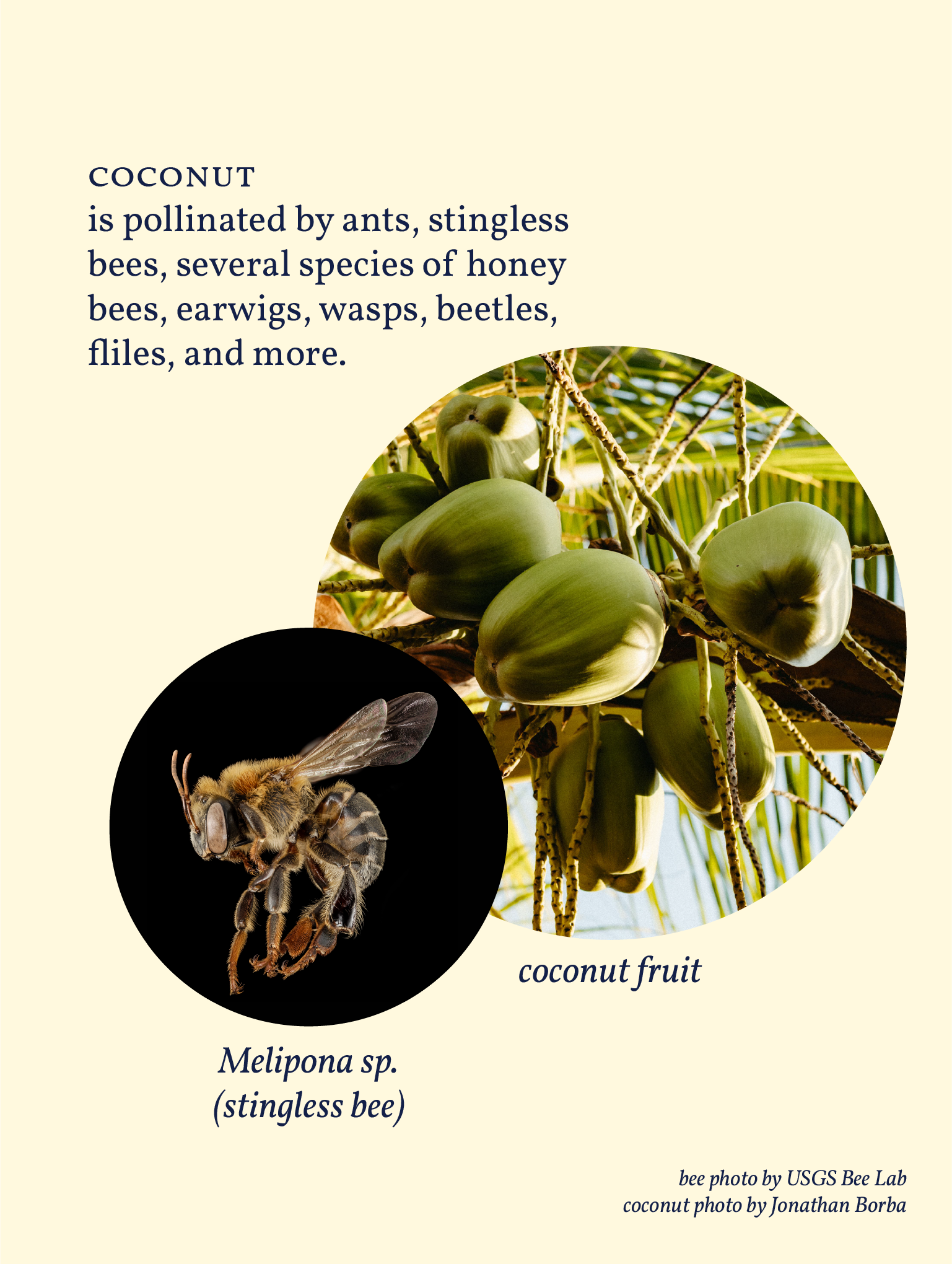 Coconut-00.png