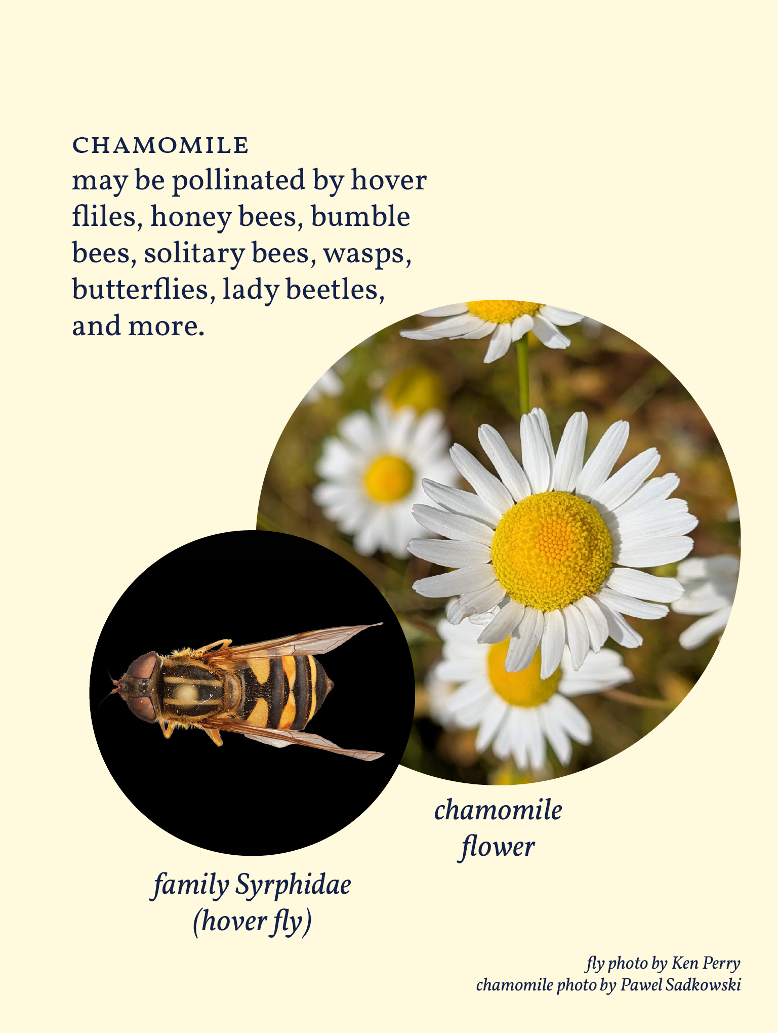 Chamomile-00.png