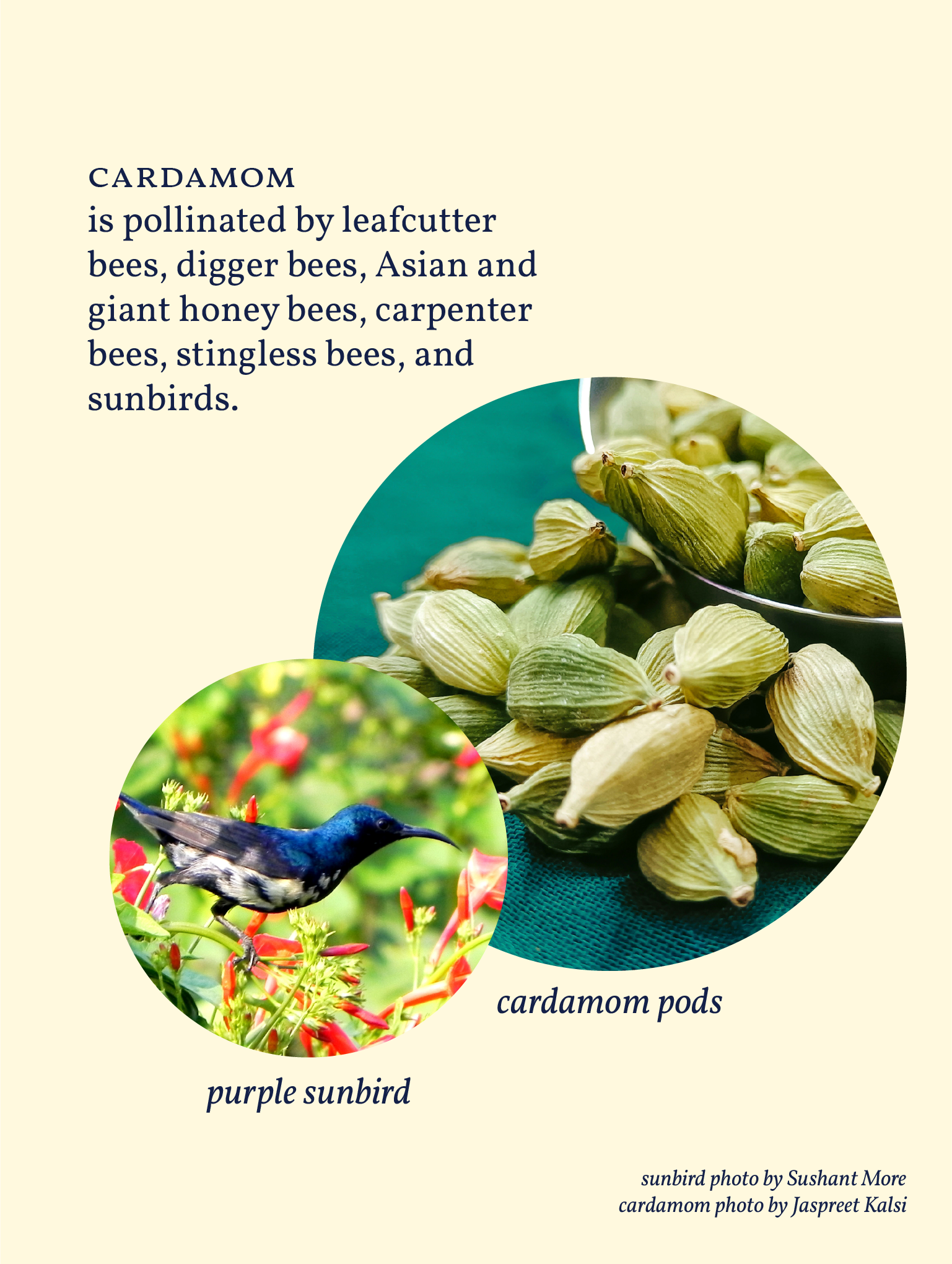 Cardamom-00.png