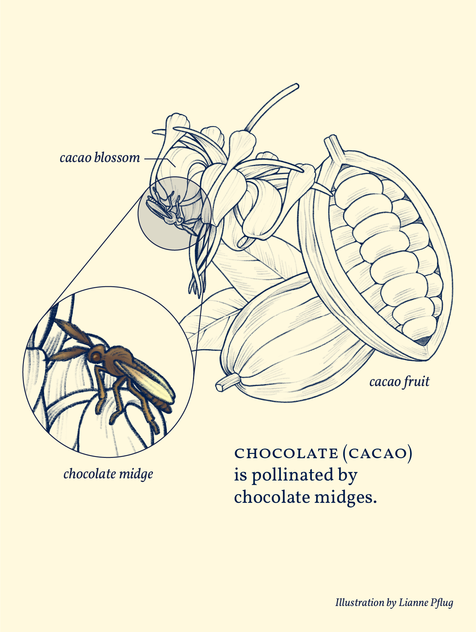 Cacao-00-Color.png