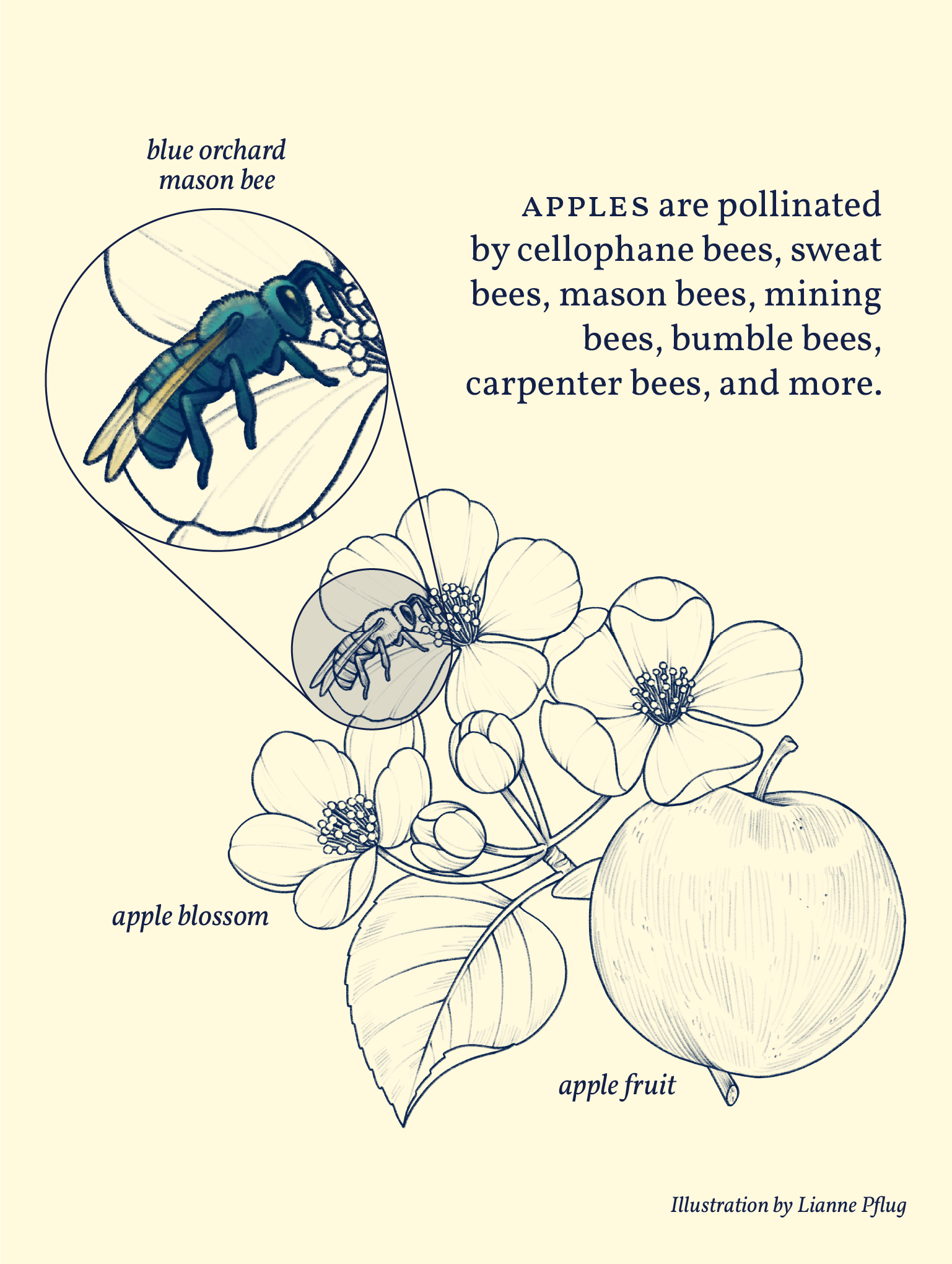Apple-00-Color.png