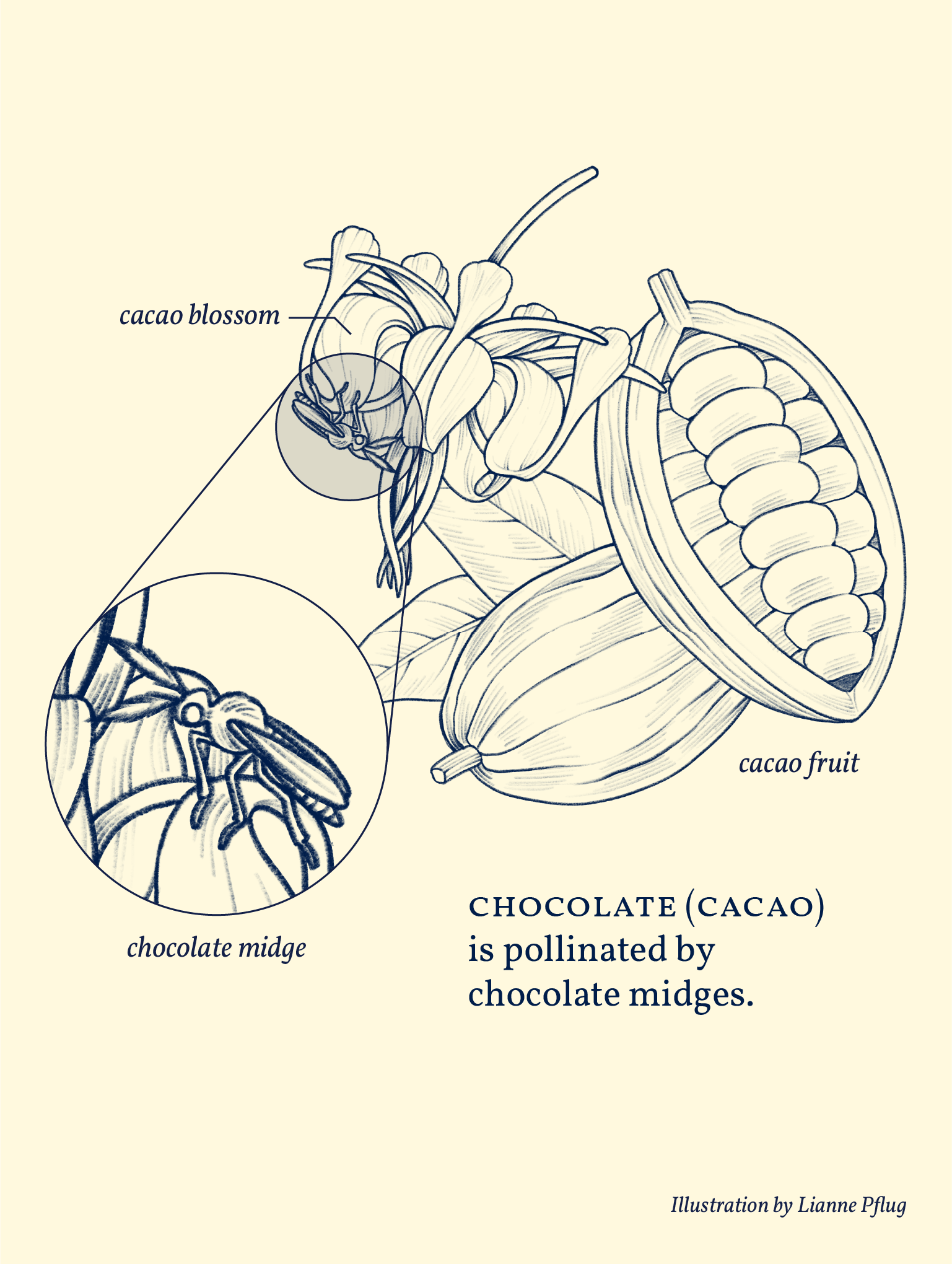 Cacao-00.png