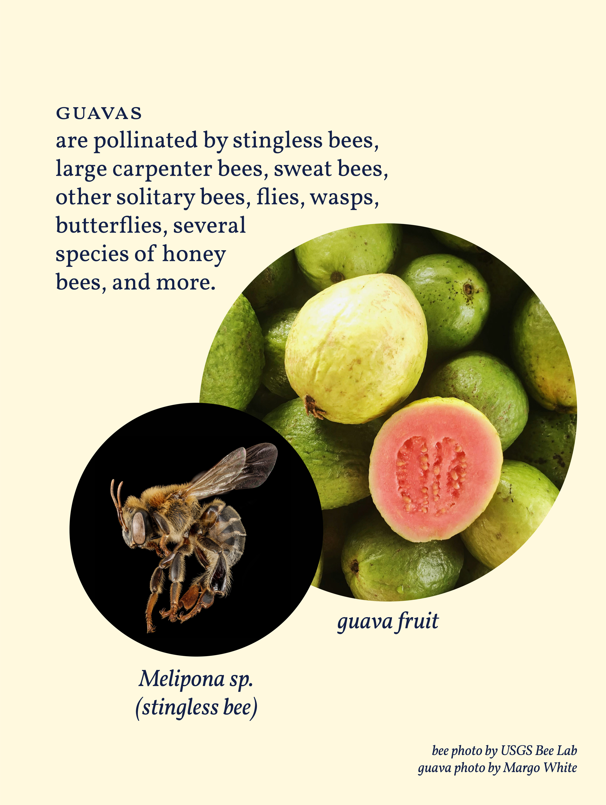 Guava-00.png