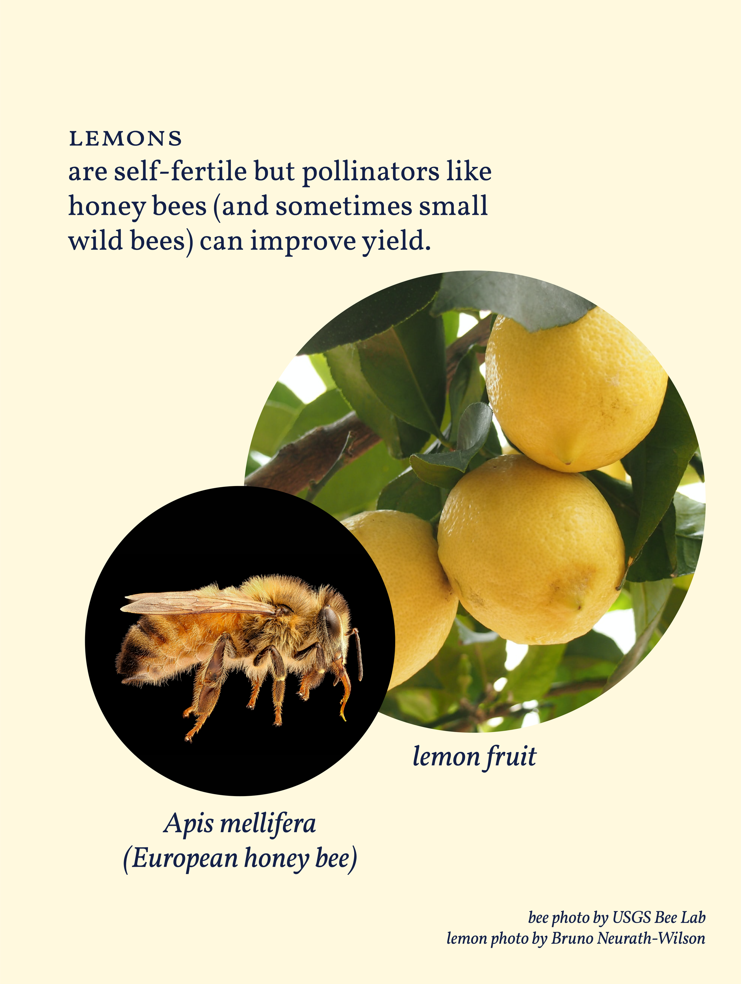 Lemon-00.png