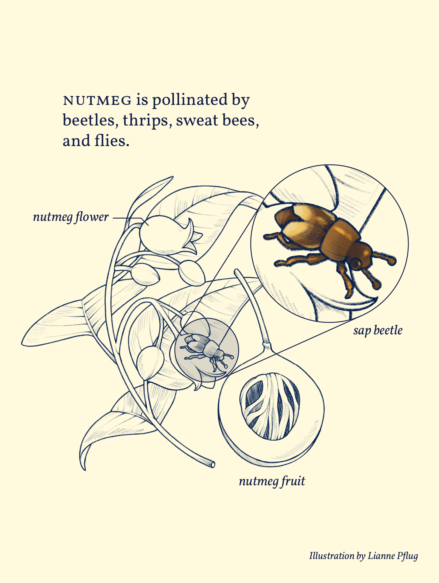 Nutmeg-00-Color.png