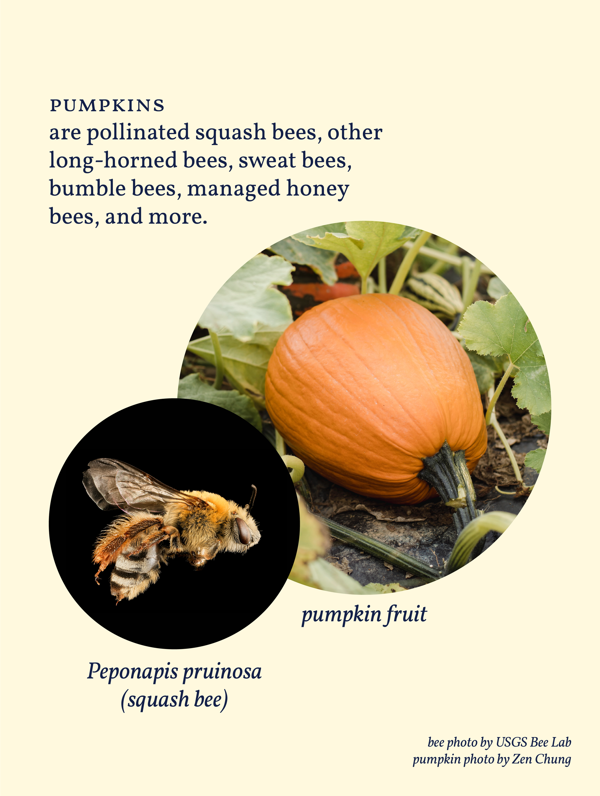 Pumpkin-00.png