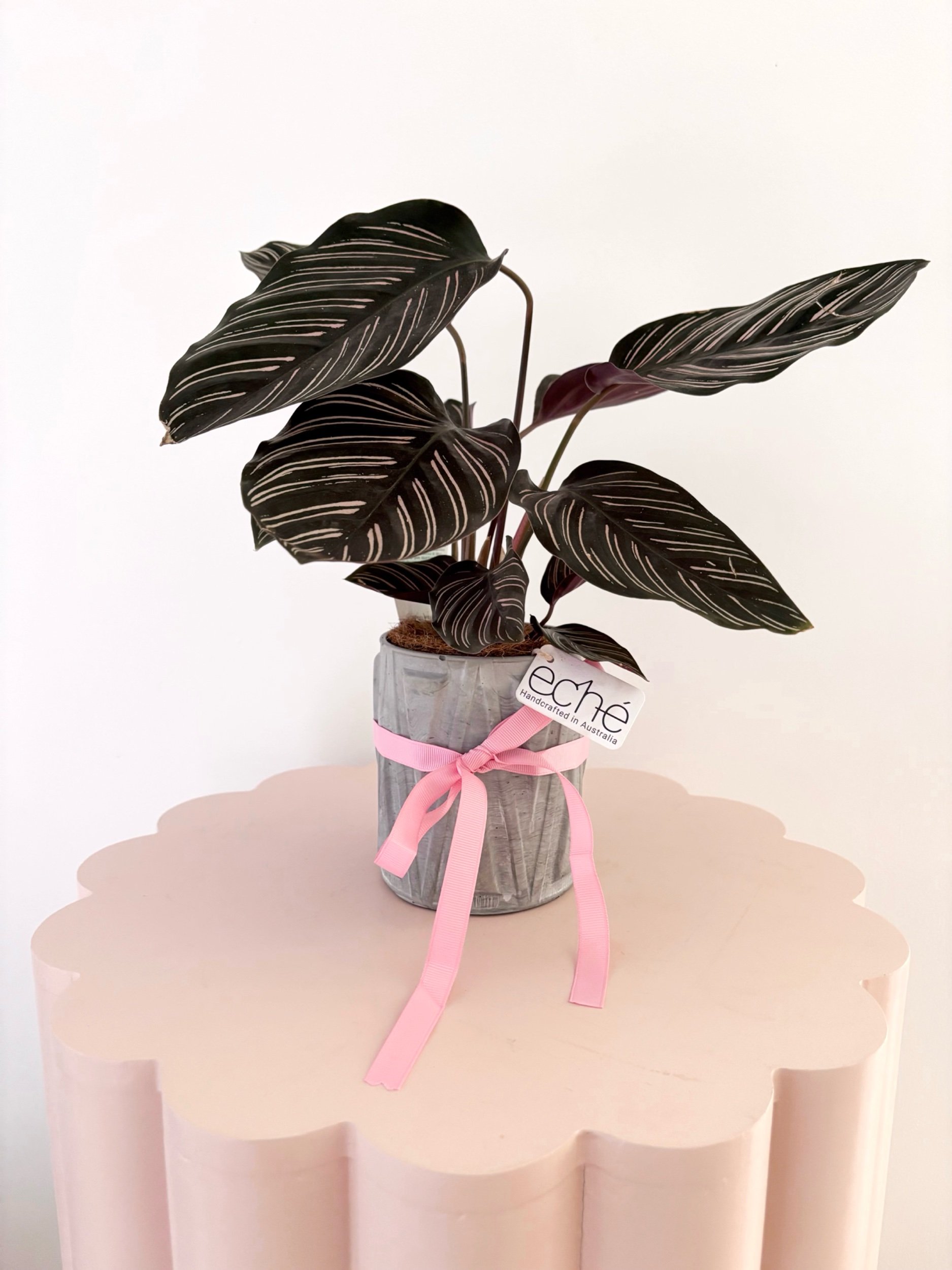 Pot & Plant - COMING SOON! - Flor Florals - Cairns Florist, Flower Delivery Cairns - ,Same day flower delivery Cairns.