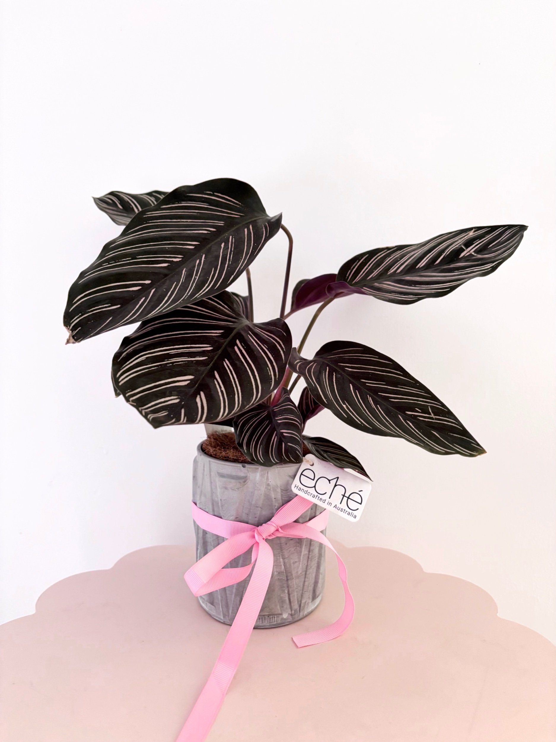 Pot & Plant - COMING SOON! - Flor Florals - Cairns Florist, Flower Delivery Cairns - ,Same day flower delivery Cairns.