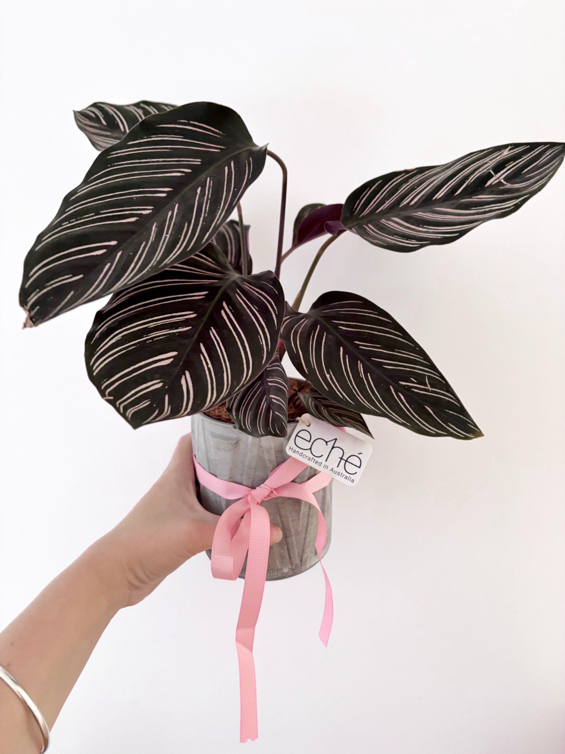 Pot & Plant - COMING SOON! - Flor Florals - Cairns Florist, Flower Delivery Cairns - ,Same day flower delivery Cairns.
