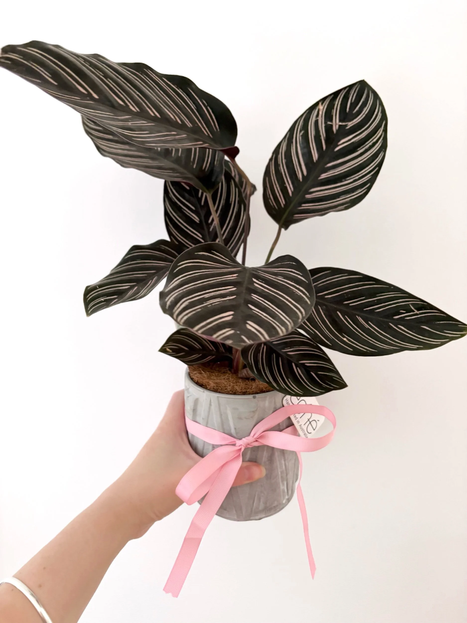 Pot & Plant - Flor Florals - Cairns Florist, Flower Delivery Cairns - ,Same day flower delivery Cairns.