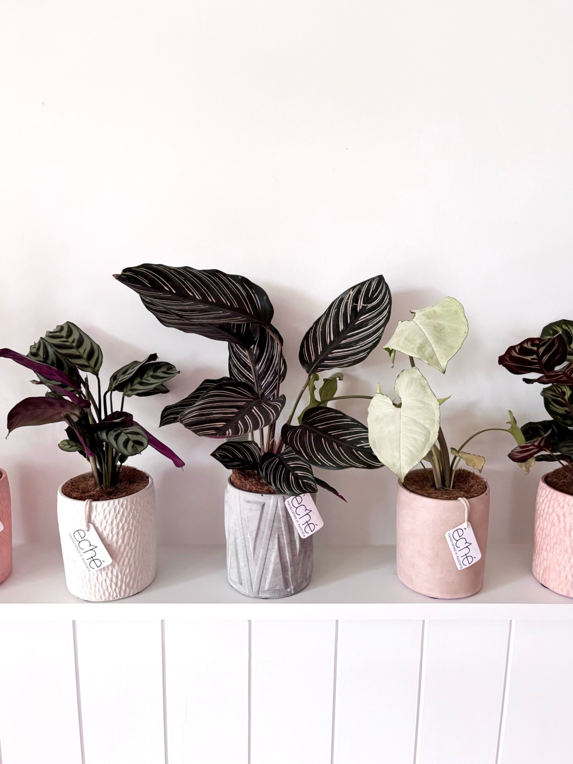 Pot & Plant - Flor Florals - Cairns Florist, Flower Delivery Cairns - ,Same day flower delivery Cairns.