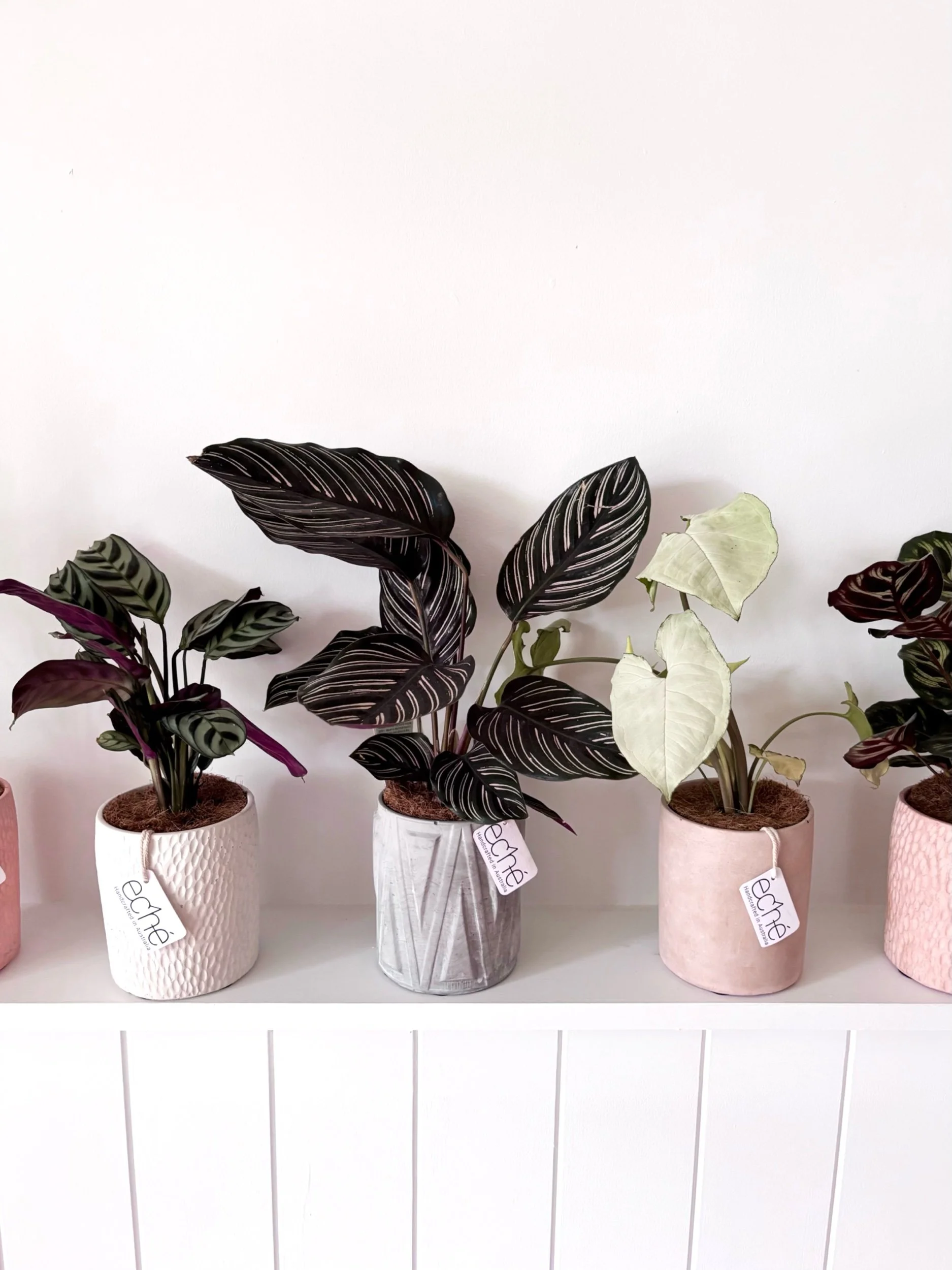 Pot & Plant - Flor Florals - Cairns Florist, Flower Delivery Cairns - ,Same day flower delivery Cairns.