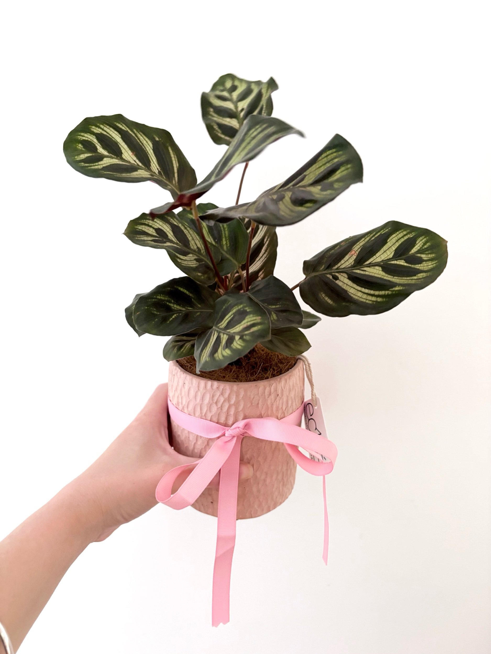 Pot & Plant - Flor Florals - Cairns Florist, Flower Delivery Cairns - ,Same day flower delivery Cairns.