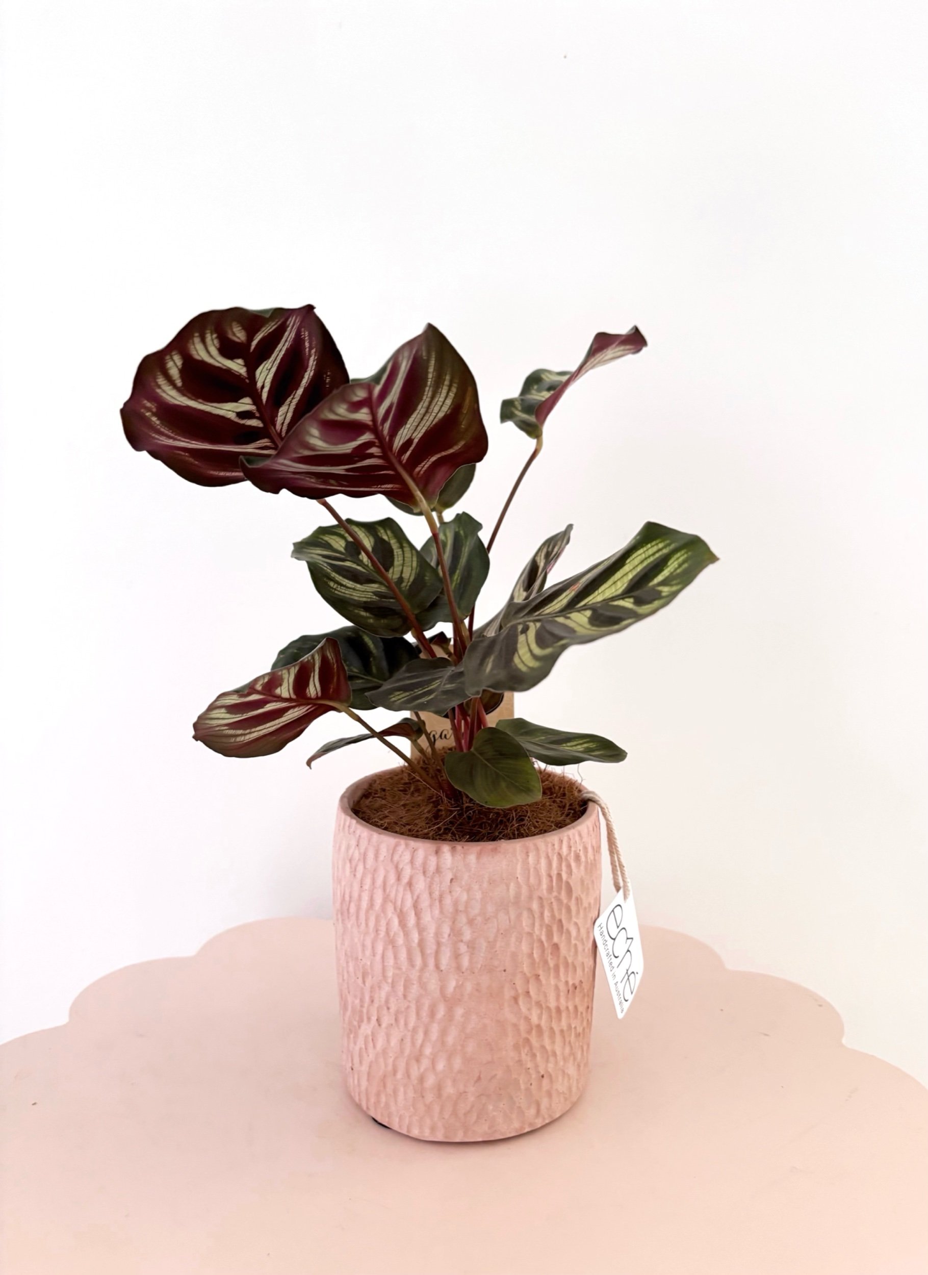 Pot & Plant - Flor Florals - Cairns Florist, Flower Delivery Cairns - ,Same day flower delivery Cairns.