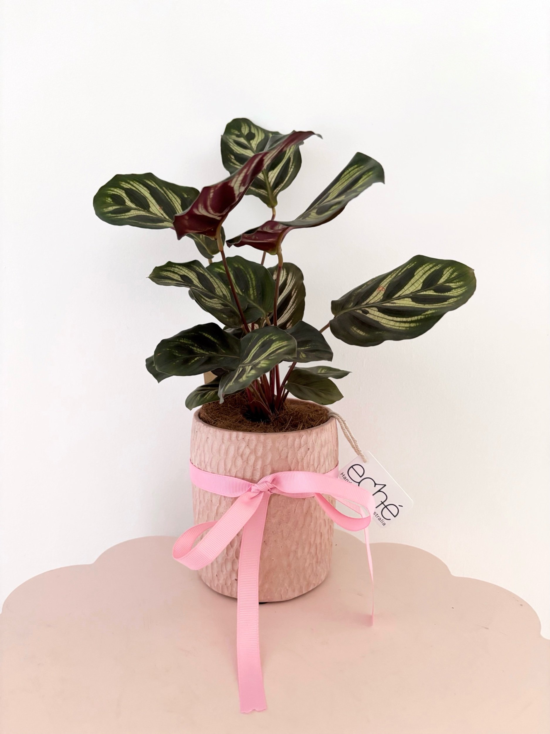 Pot & Plant - Flor Florals - Cairns Florist, Flower Delivery Cairns - ,Same day flower delivery Cairns.