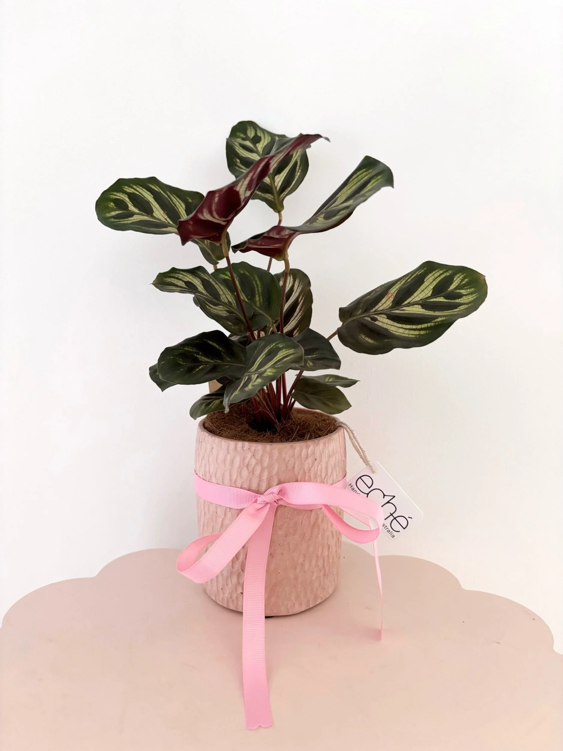 Pot & Plant - Flor Florals - Cairns Florist, Flower Delivery Cairns - ,Same day flower delivery Cairns.