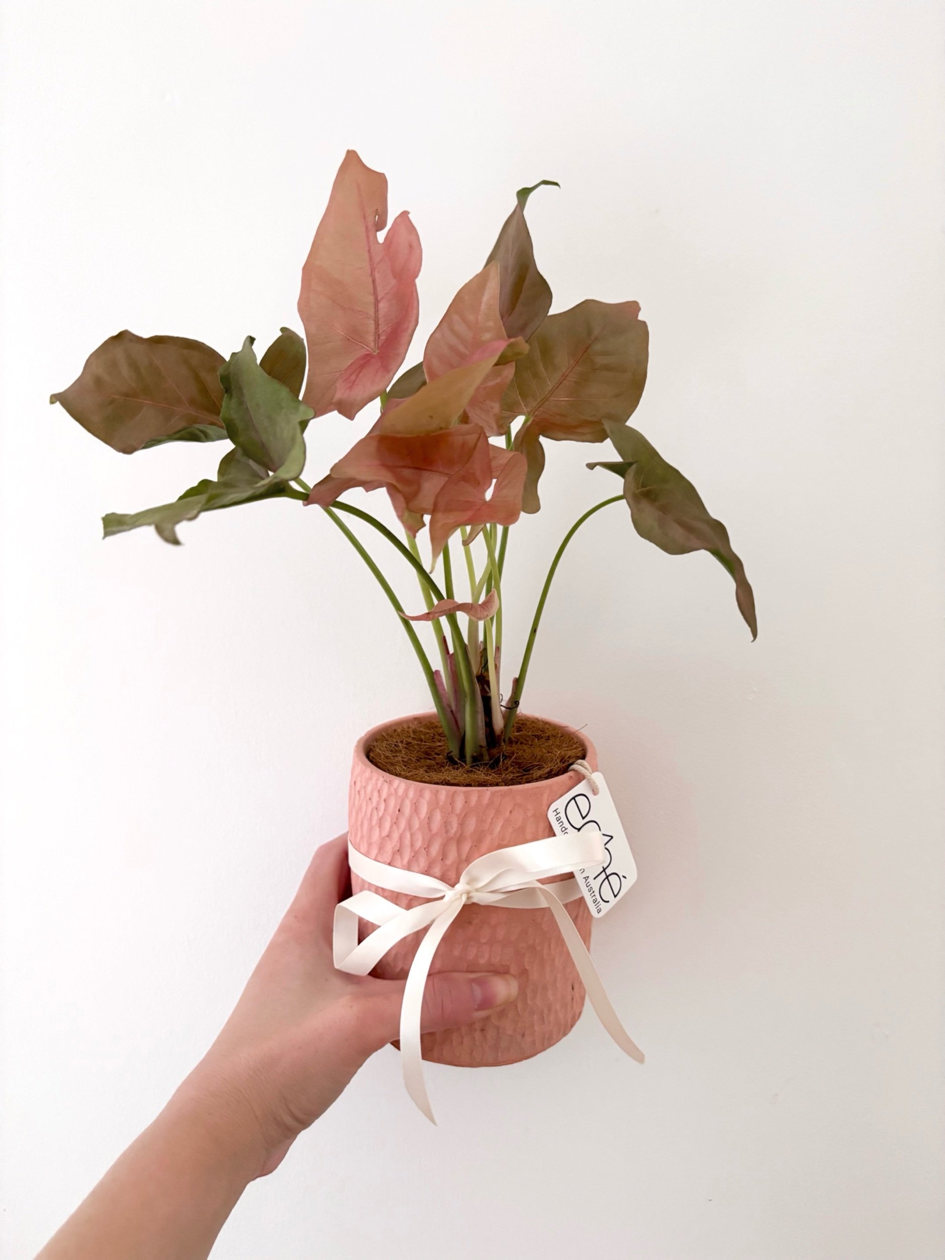 Pot & Plant - Flor Florals - Cairns Florist, Flower Delivery Cairns - ,Same day flower delivery Cairns.