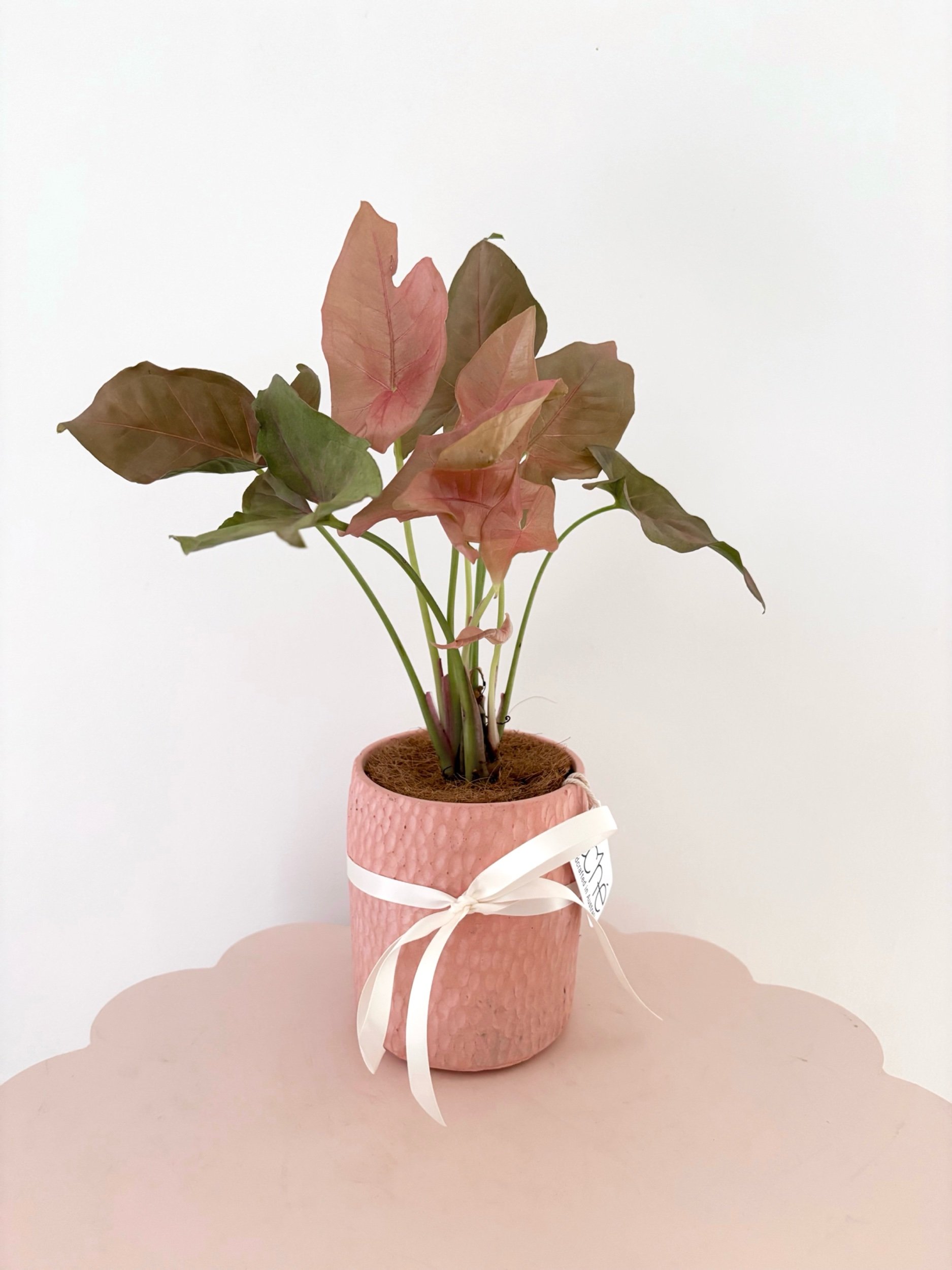 Pot & Plant - Flor Florals - Cairns Florist, Flower Delivery Cairns - ,Same day flower delivery Cairns.