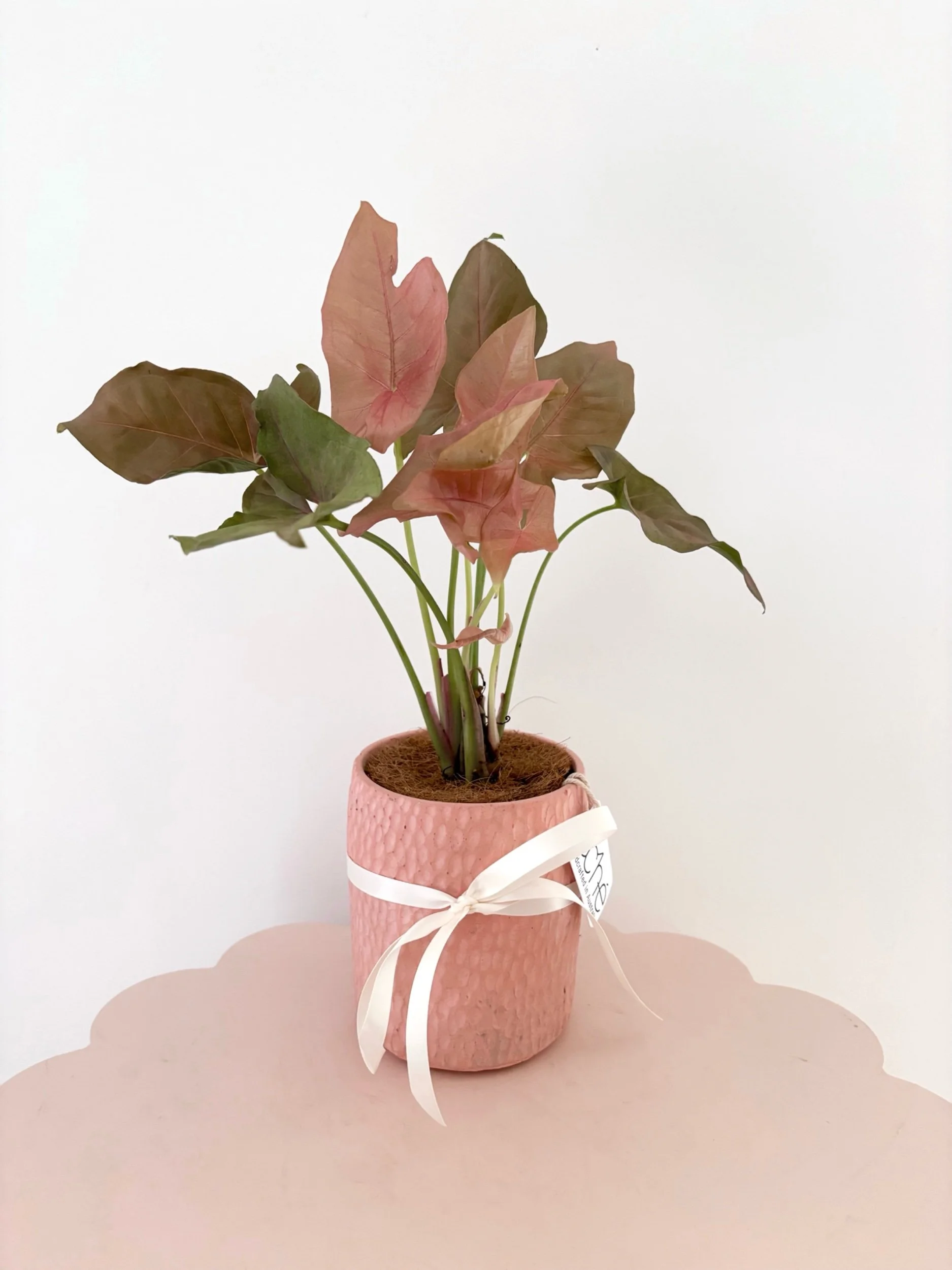 Pot & Plant - Flor Florals - Cairns Florist, Flower Delivery Cairns - ,Same day flower delivery Cairns.