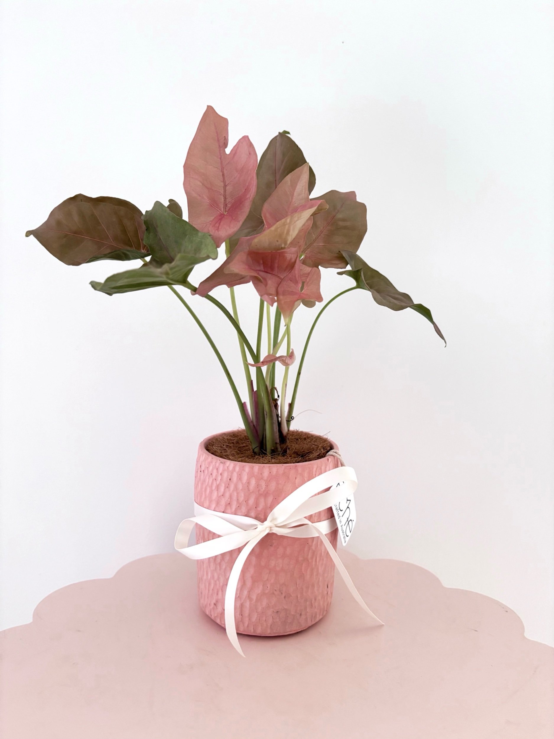 Pot & Plant - Flor Florals - Cairns Florist, Flower Delivery Cairns - ,Same day flower delivery Cairns.