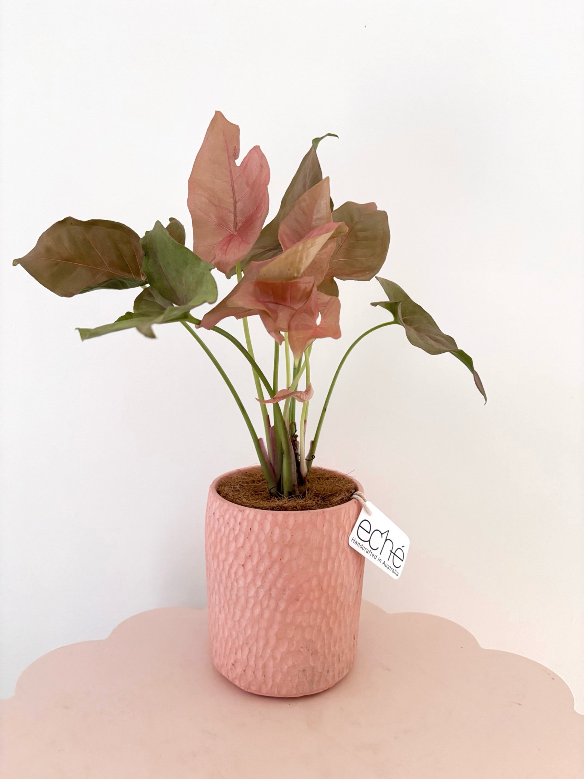Pot & Plant - Flor Florals - Cairns Florist, Flower Delivery Cairns - ,Same day flower delivery Cairns.