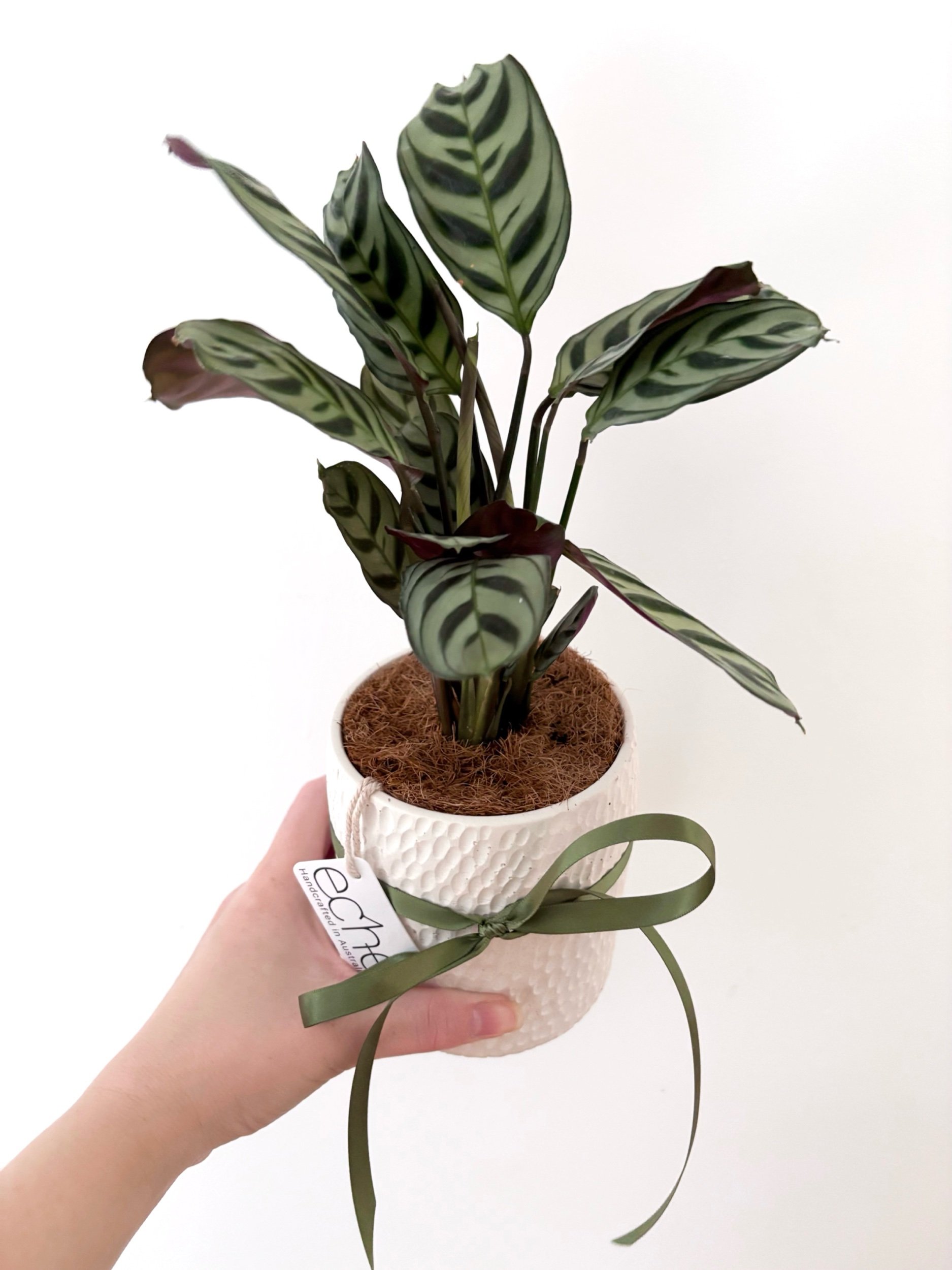 Pot & Plant - Flor Florals - Cairns Florist, Flower Delivery Cairns - ,Same day flower delivery Cairns.