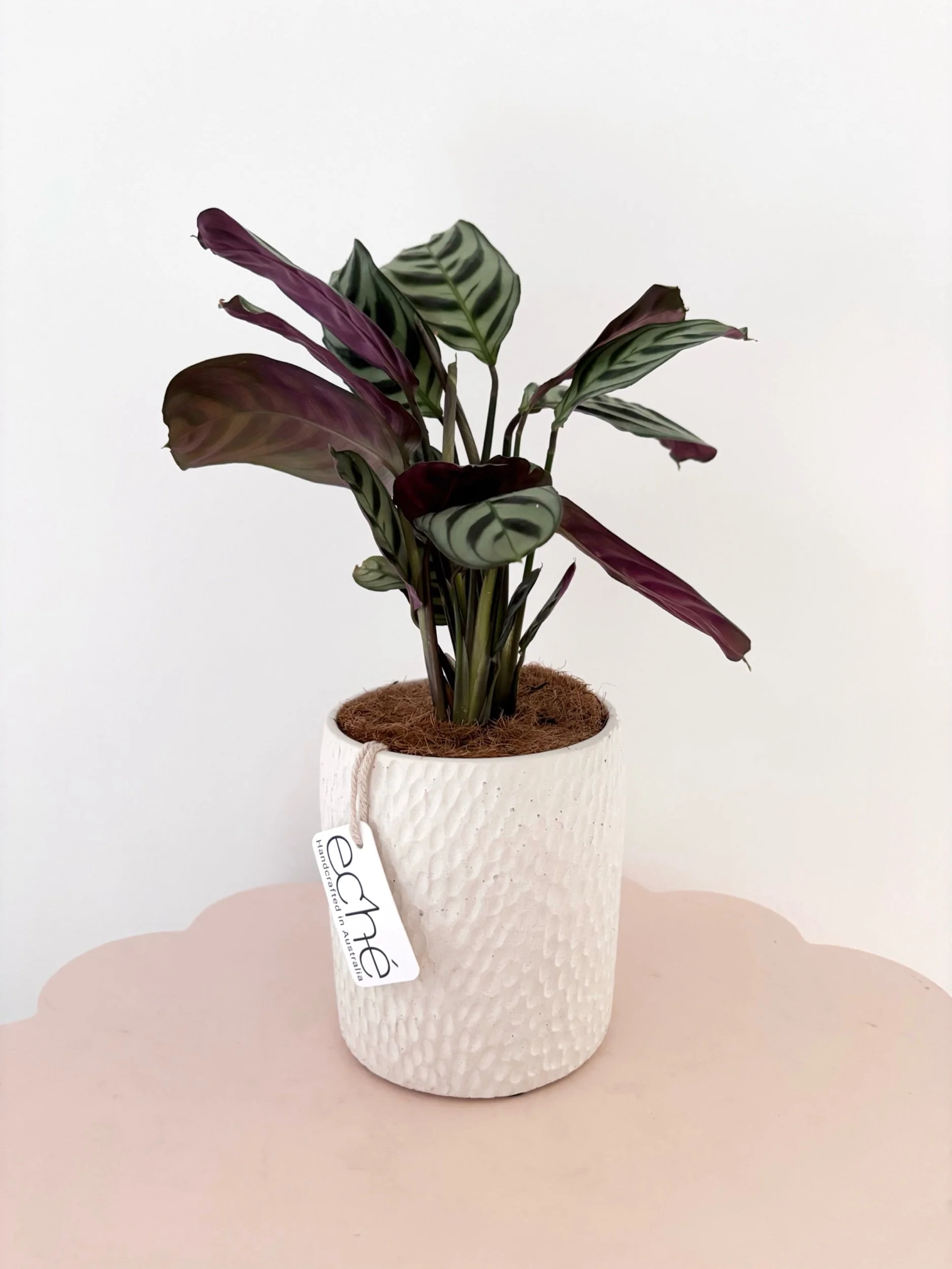 Pot & Plant - Flor Florals - Cairns Florist, Flower Delivery Cairns - ,Same day flower delivery Cairns.