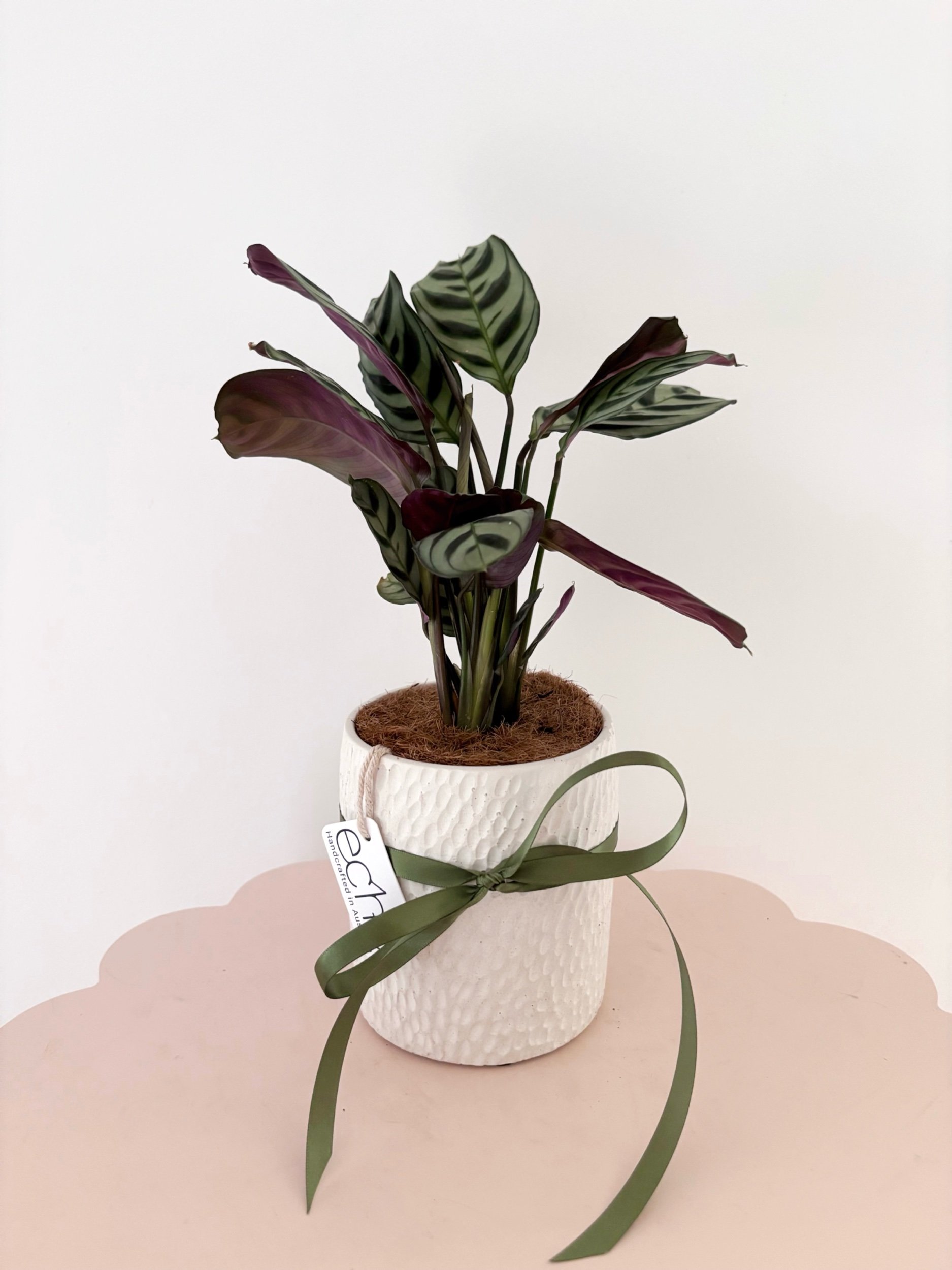 Pot & Plant - Flor Florals - Cairns Florist, Flower Delivery Cairns - ,Same day flower delivery Cairns.