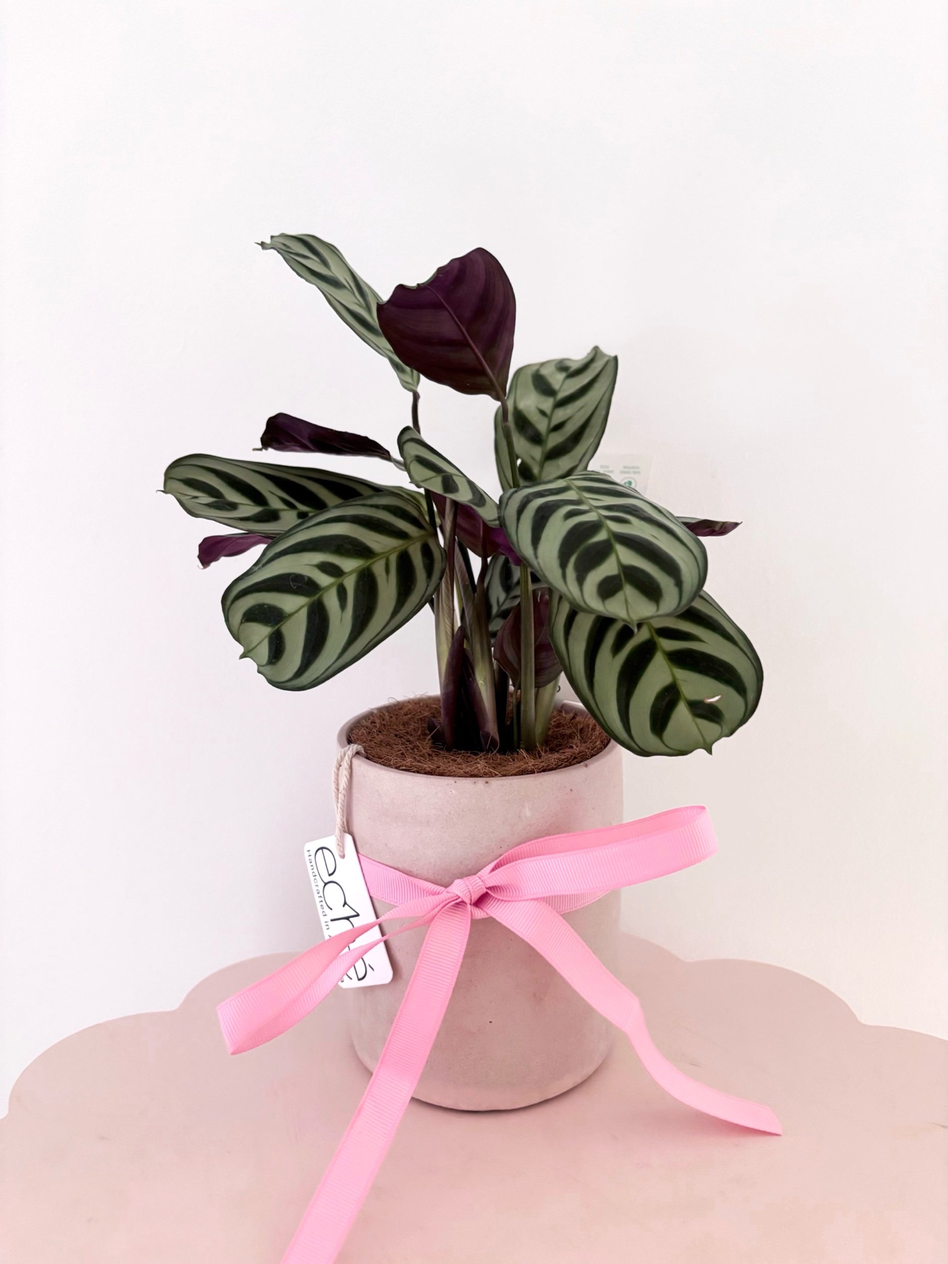 Pot & Plant - Flor Florals - Cairns Florist, Flower Delivery Cairns - ,Same day flower delivery Cairns.