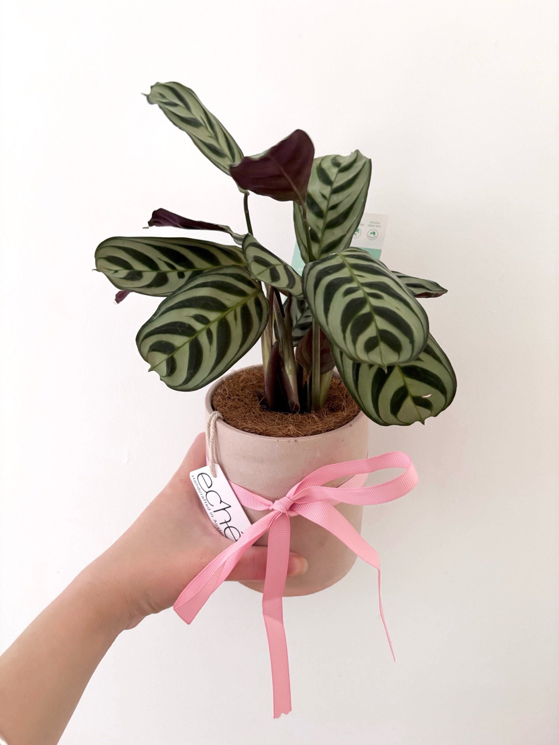 Pot & Plant - Flor Florals - Cairns Florist, Flower Delivery Cairns - ,Same day flower delivery Cairns.
