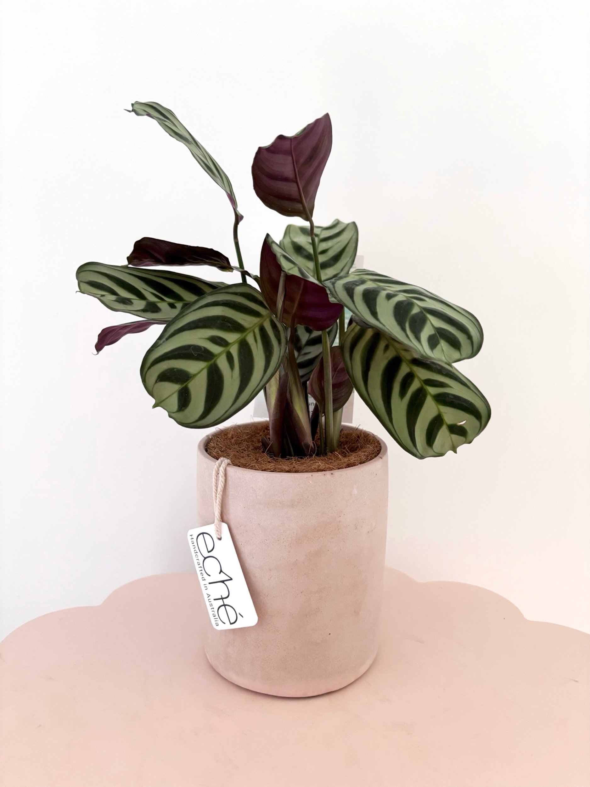 Pot & Plant - Flor Florals - Cairns Florist, Flower Delivery Cairns - ,Same day flower delivery Cairns.