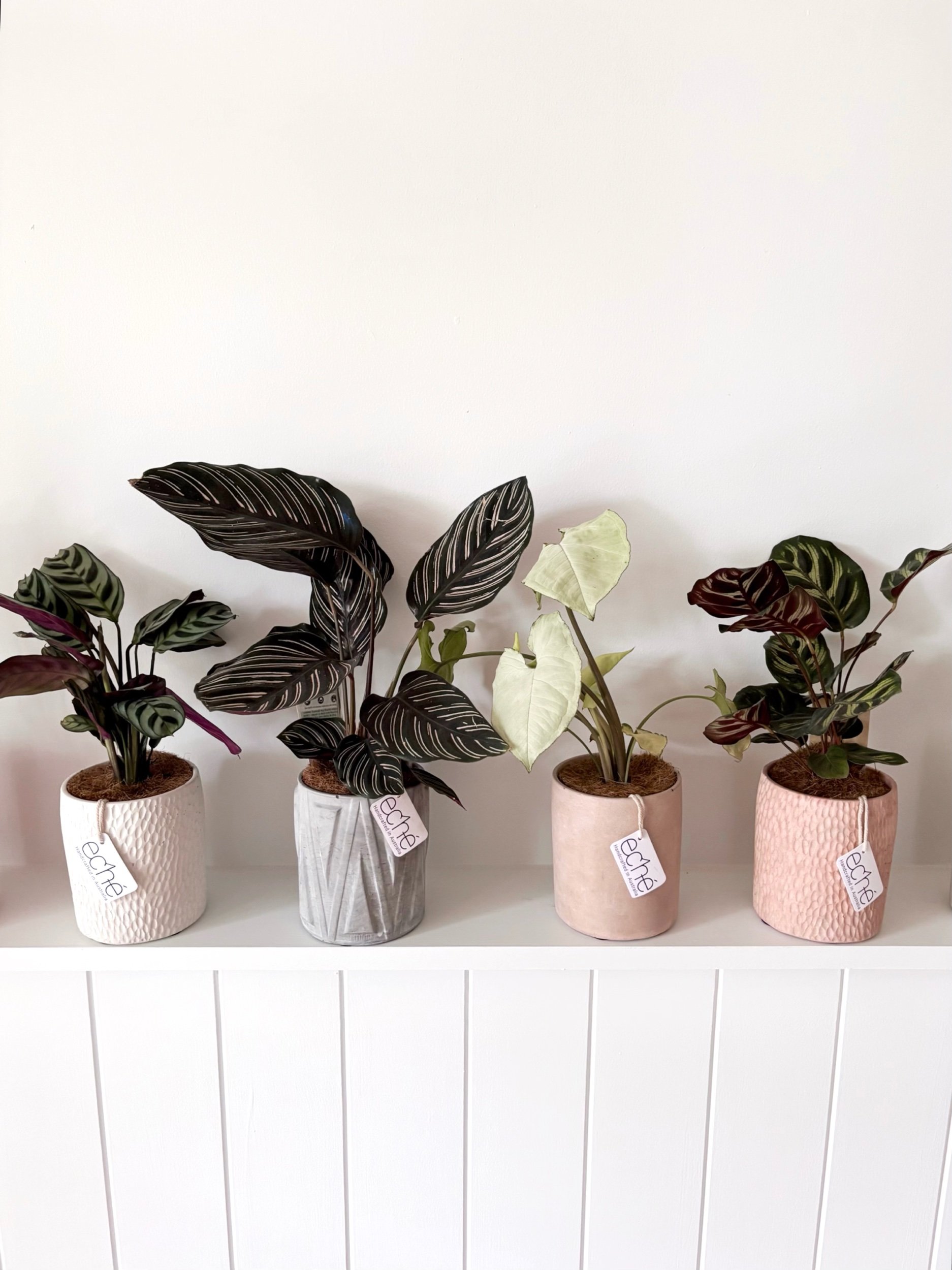 Pot & Plant - Flor Florals - Cairns Florist, Flower Delivery Cairns - ,Same day flower delivery Cairns.