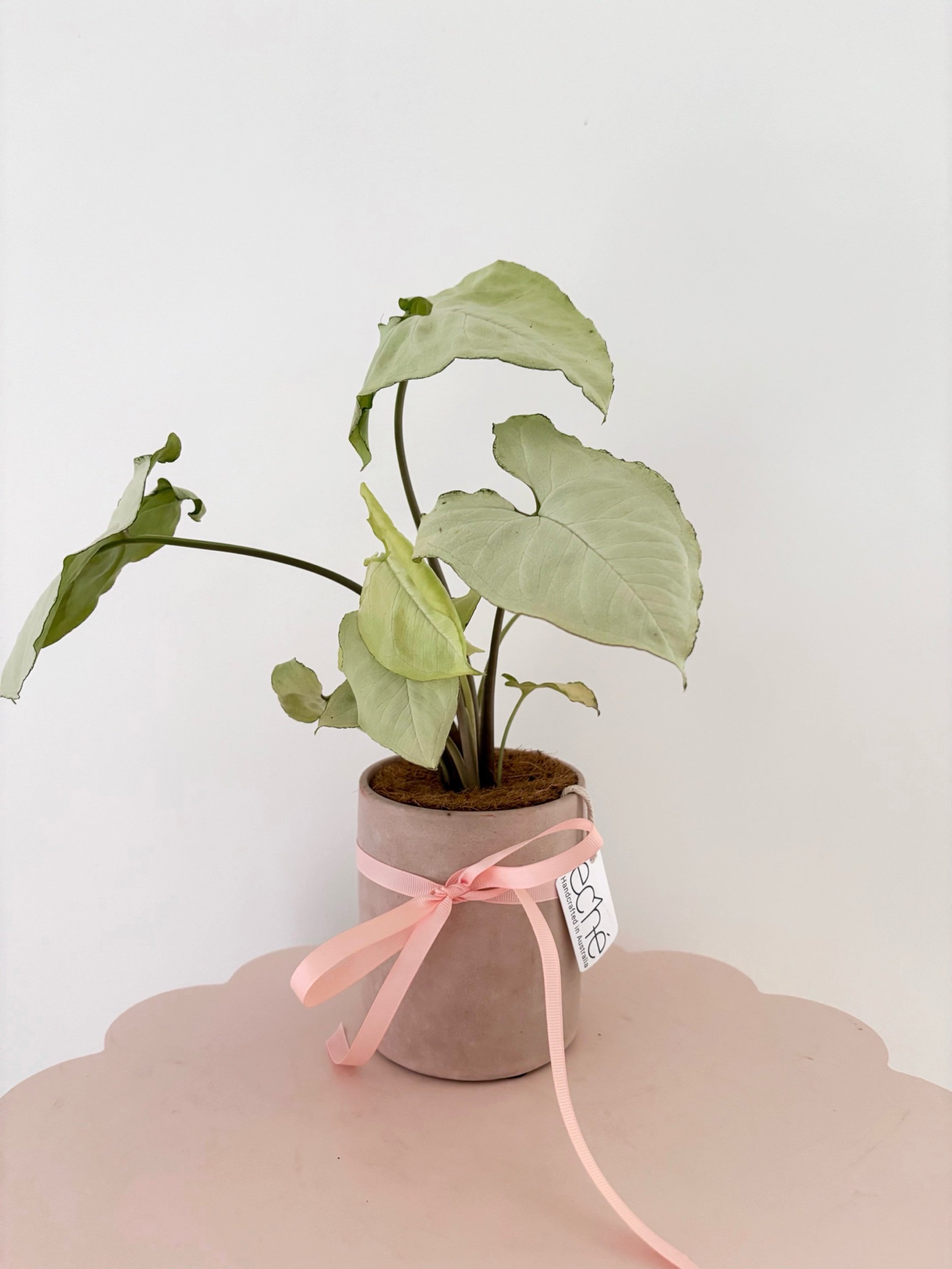 Pot & Plant - Flor Florals - Cairns Florist, Flower Delivery Cairns - ,Same day flower delivery Cairns.