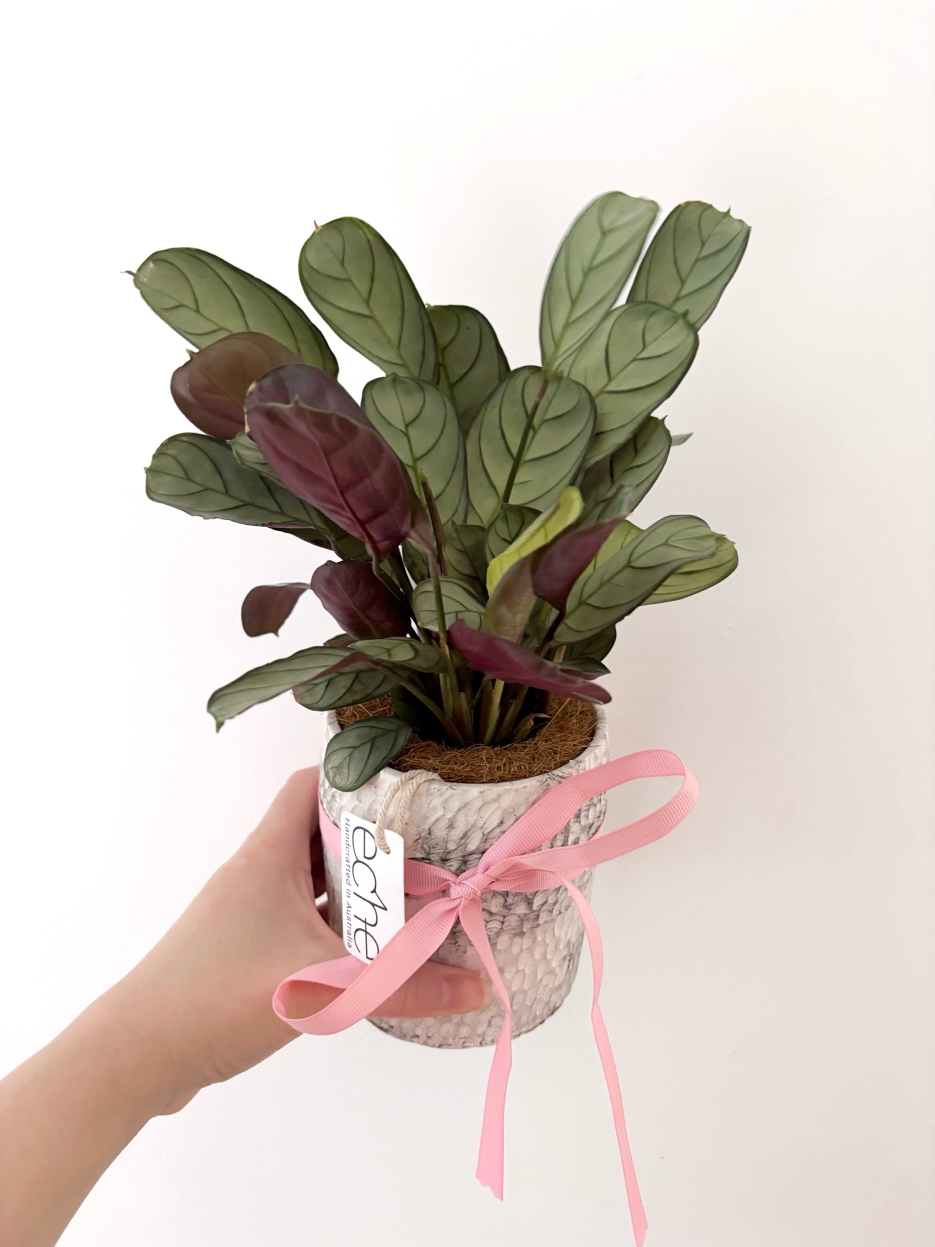Pot & Plant - Flor Florals - Cairns Florist, Flower Delivery Cairns - ,Same day flower delivery Cairns.