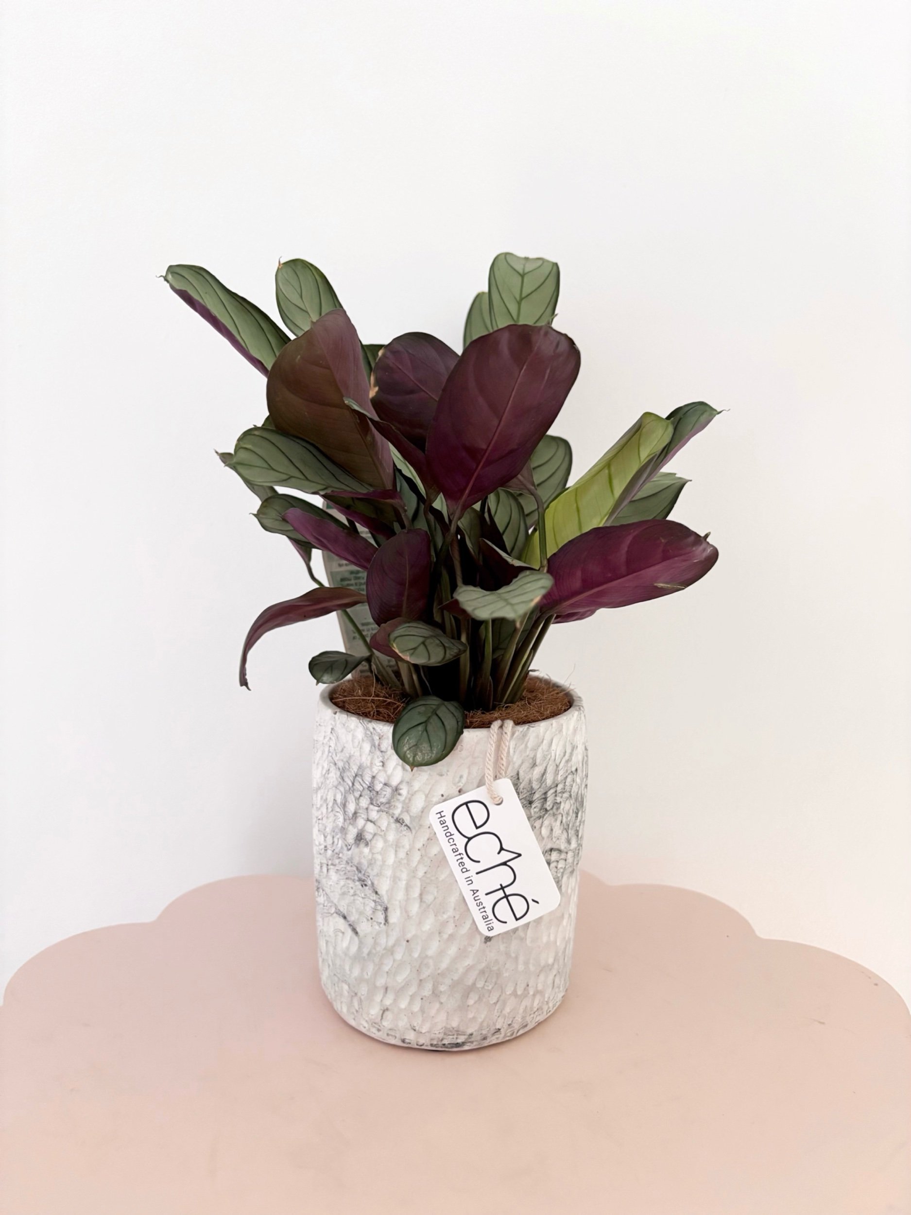 Pot & Plant - Flor Florals - Cairns Florist, Flower Delivery Cairns - ,Same day flower delivery Cairns.