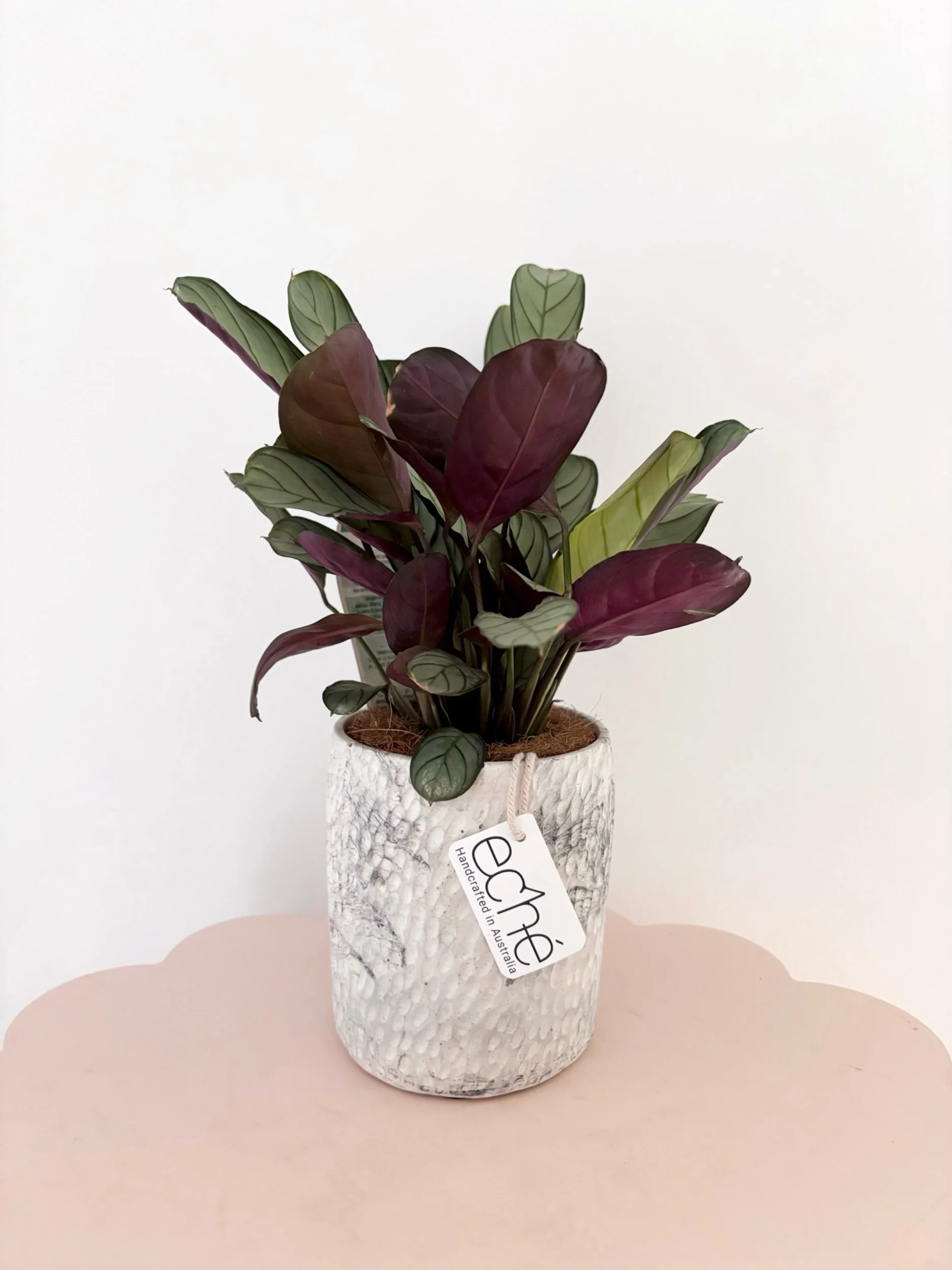 Pot & Plant - Flor Florals - Cairns Florist, Flower Delivery Cairns - ,Same day flower delivery Cairns.