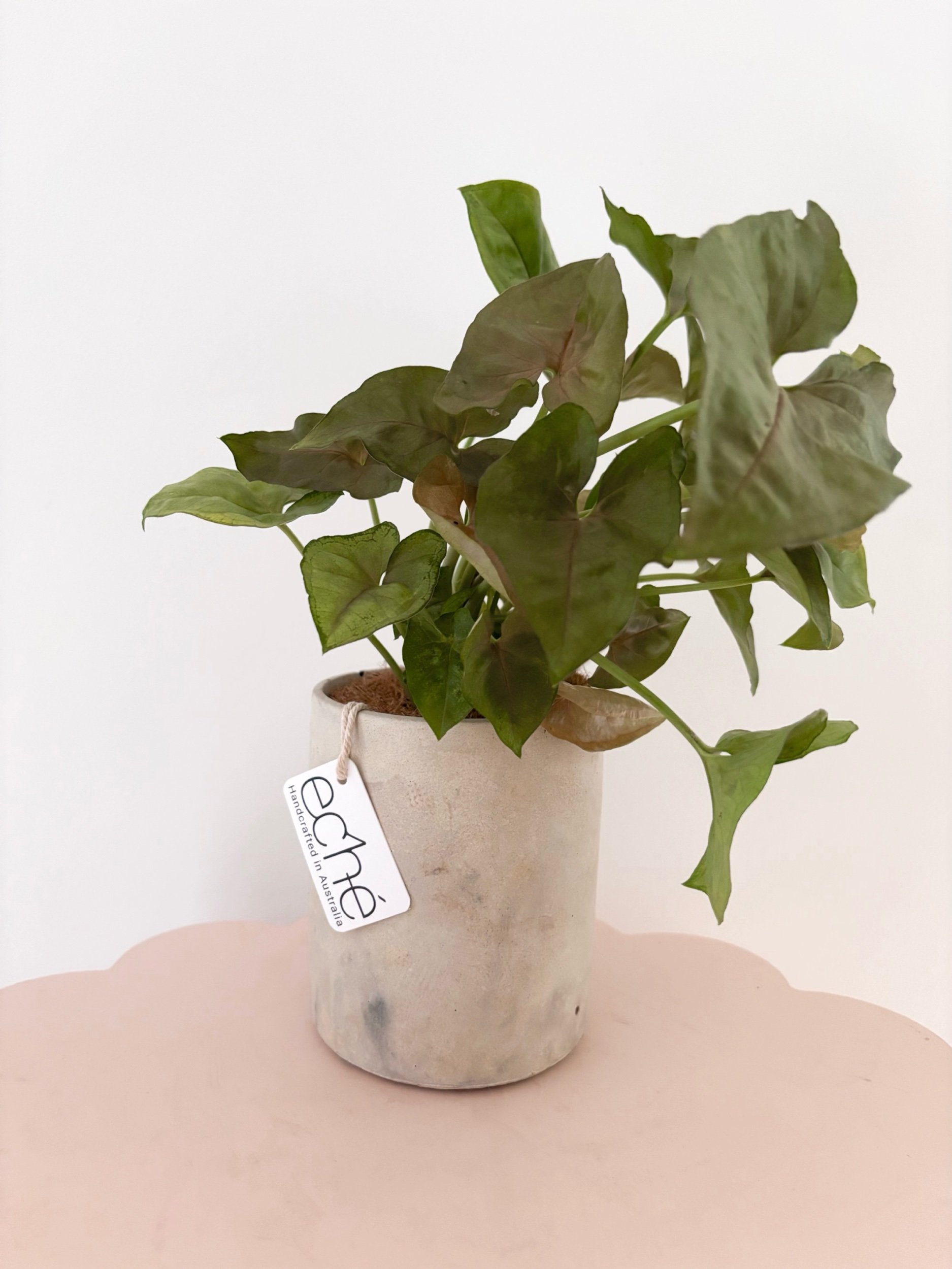 Pot & Plant - Flor Florals - Cairns Florist, Flower Delivery Cairns - ,Same day flower delivery Cairns.