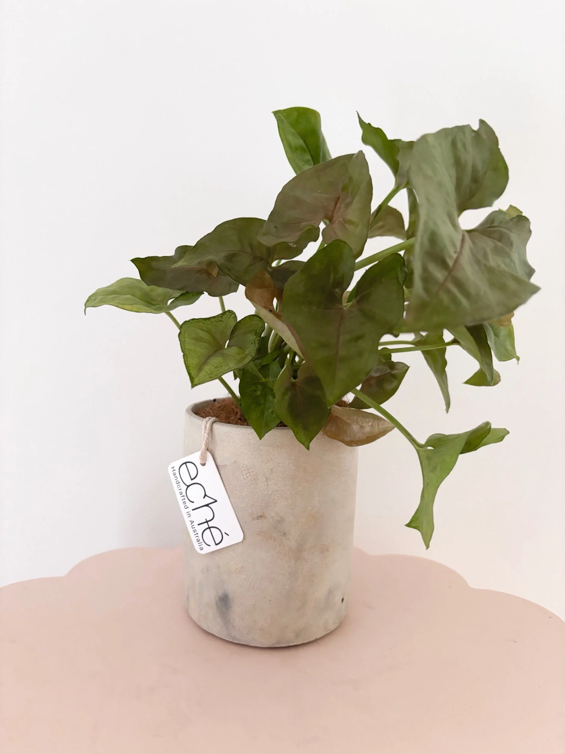 Pot & Plant - Flor Florals - Cairns Florist, Flower Delivery Cairns - ,Same day flower delivery Cairns.