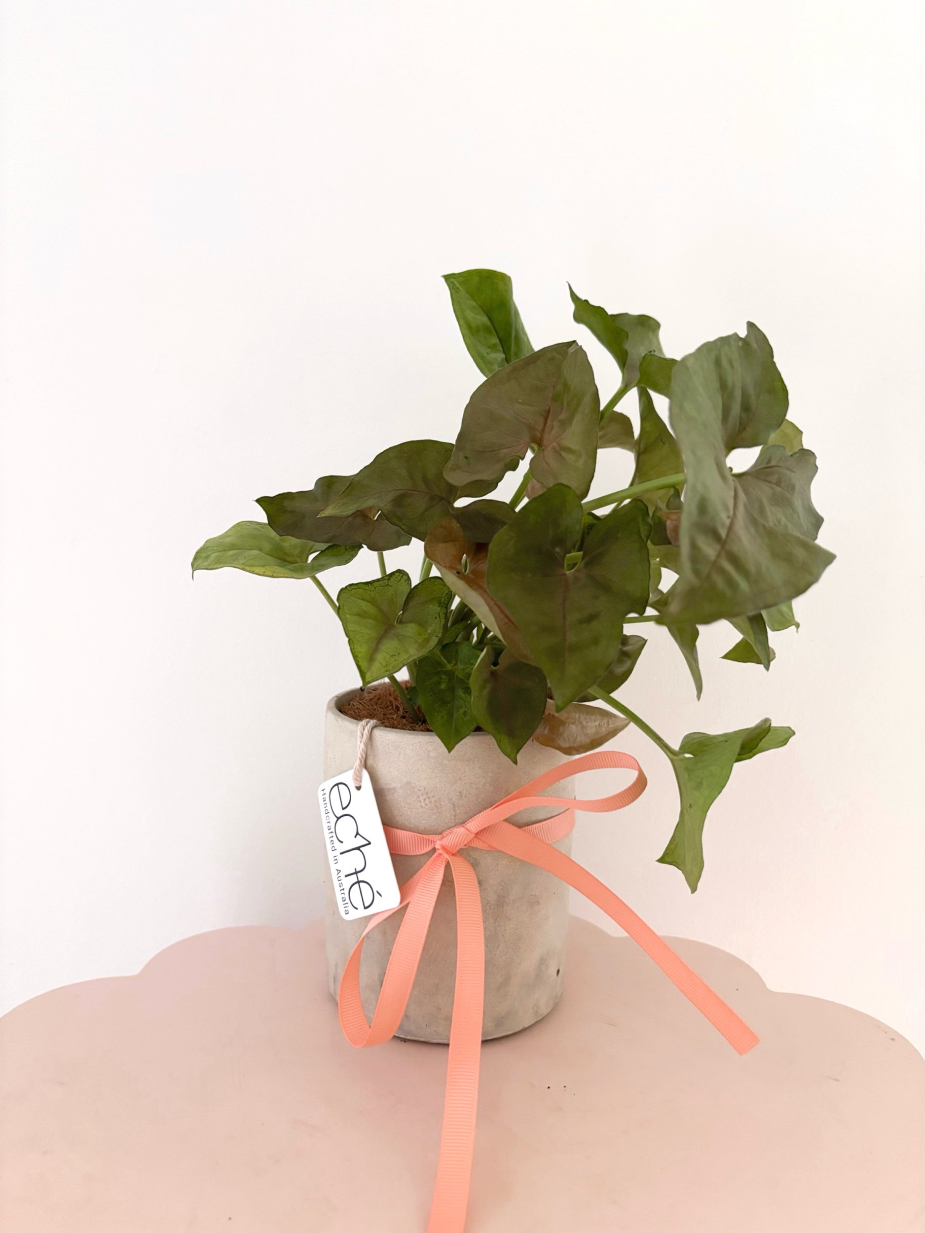 Pot & Plant - Flor Florals - Cairns Florist, Flower Delivery Cairns - ,Same day flower delivery Cairns.