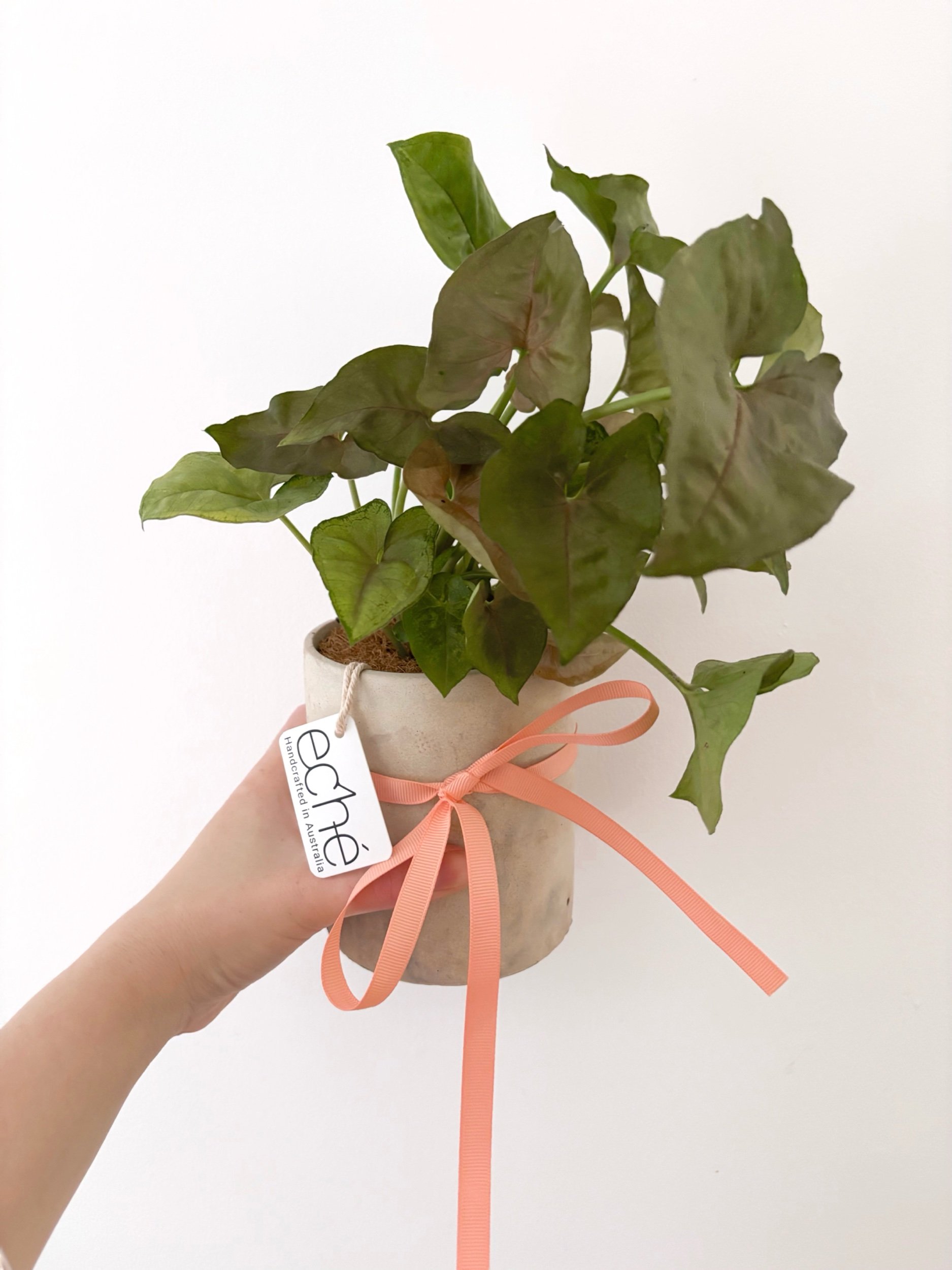 Pot & Plant - Flor Florals - Cairns Florist, Flower Delivery Cairns - ,Same day flower delivery Cairns.